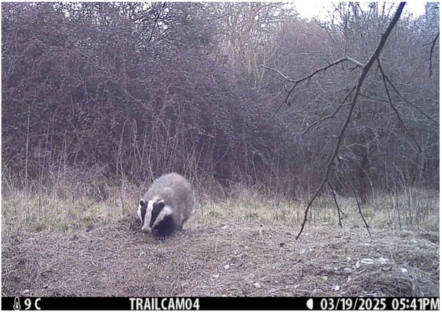 A badger captured by a trail camera at Hatfield Forest, Essex