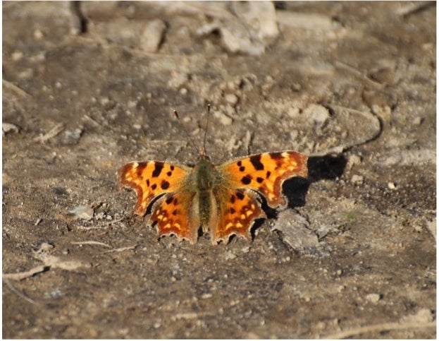 A comma butterfly basking on dry ground in the sunshine at Hatfield Forest, Essex
