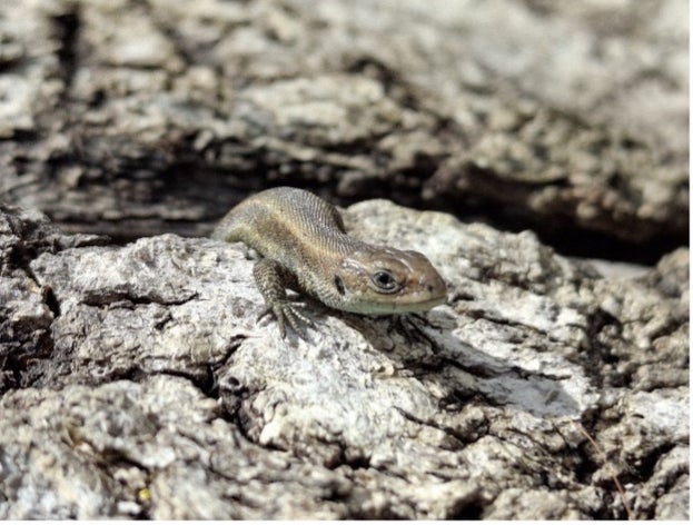 A common lizard on a log at Hatfield Forest, Essex