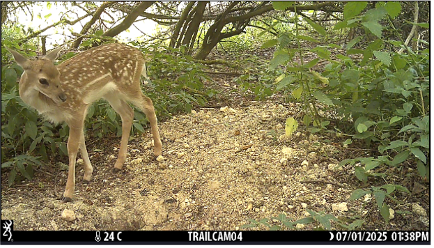 A young fallow deer with its mother in an area of woodland at the north of Hatfield Forest, Essex