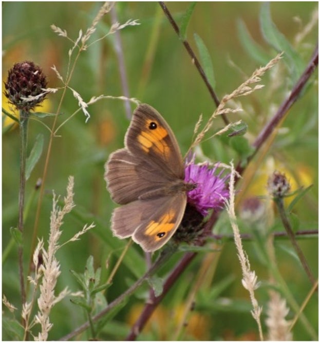 A meadow brown butterfly on a thistle flower on the main plain at Hatfield Forest, Essex
