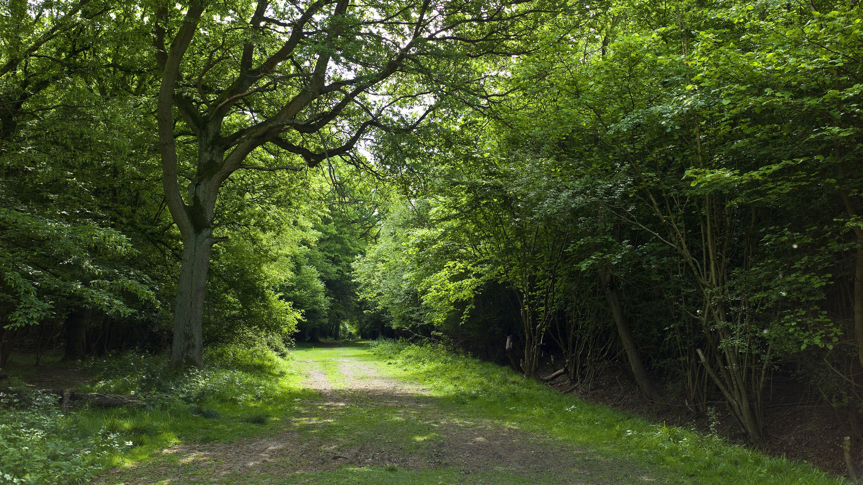 A wide grassy path leads through a dense coppiced woodland.