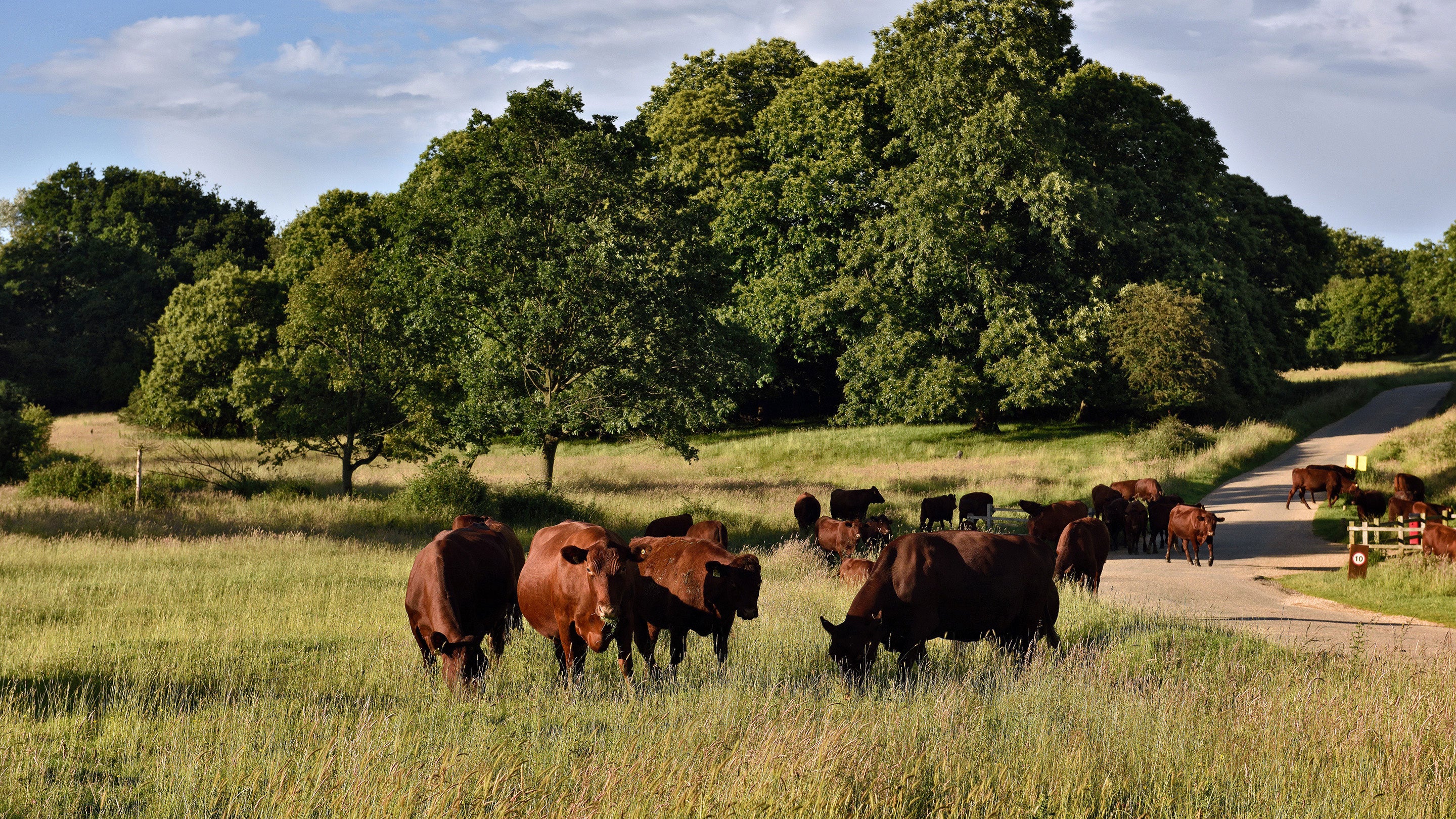 A small herd of cows graze amongs long grass beside a track that passes trees