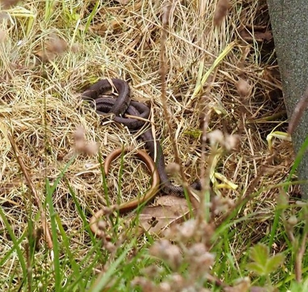 Grass snake and slow worm at Hatfield Forest