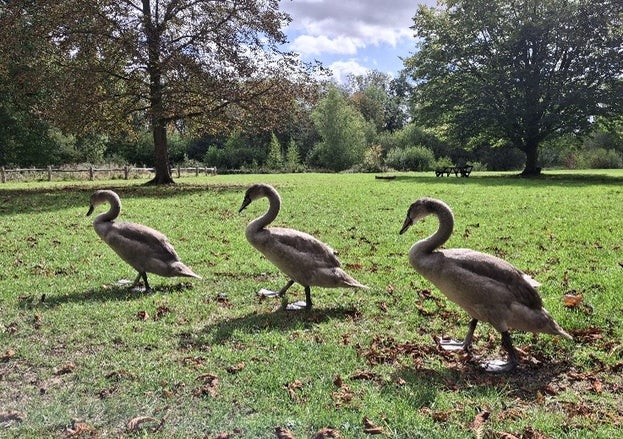 Cygnets at Hatfield Forest