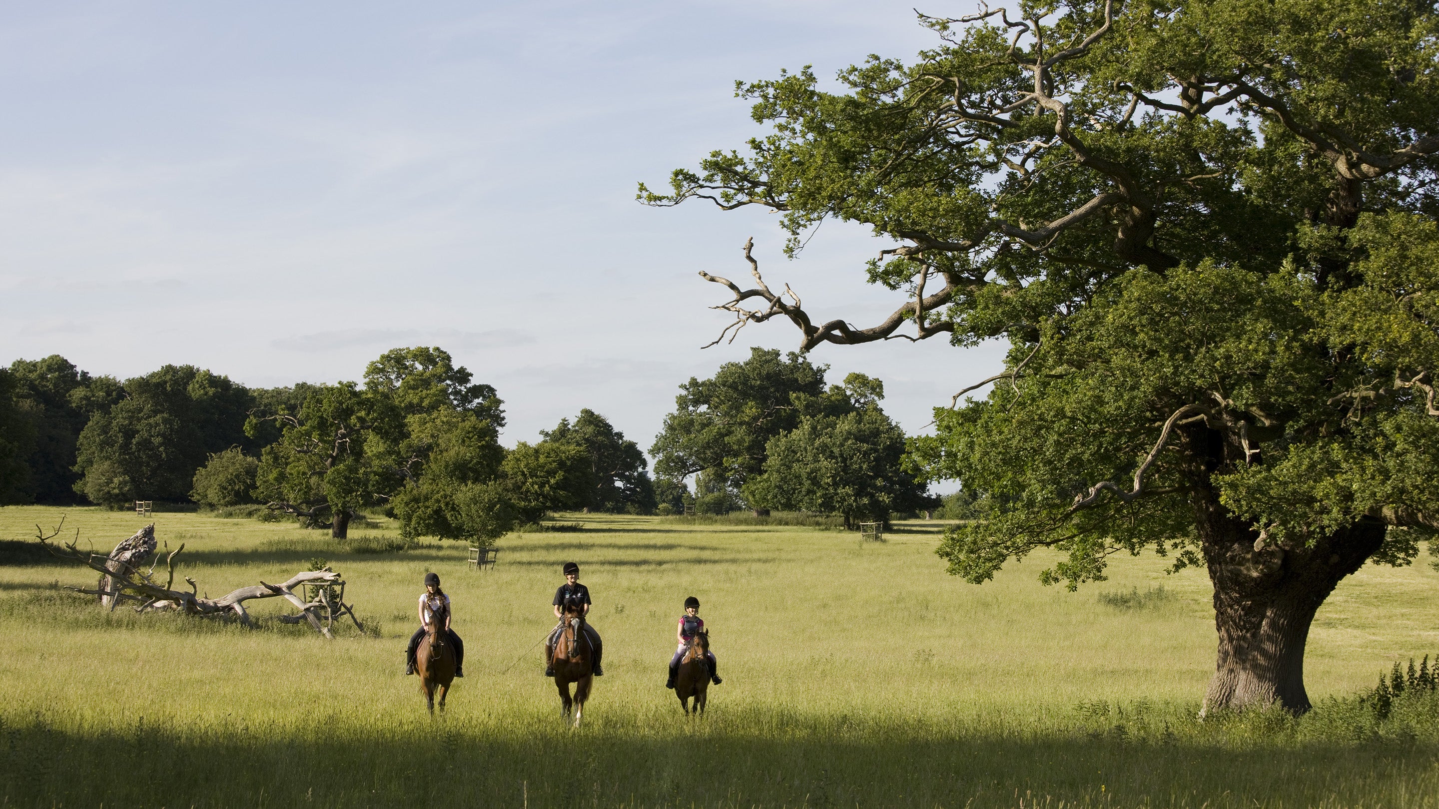 Three horse riders travel over grassland with a dense tree-line behind them and a large oak tree to their left.