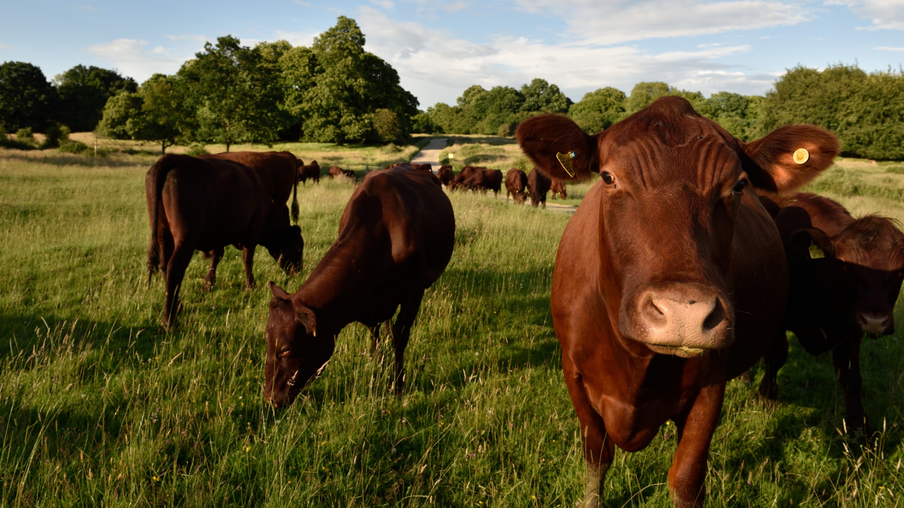 The chestnut coloured Red Poll Cattle are in the foreground with the yellow buttercups underfoot and the far right cow is looking straight at the camera