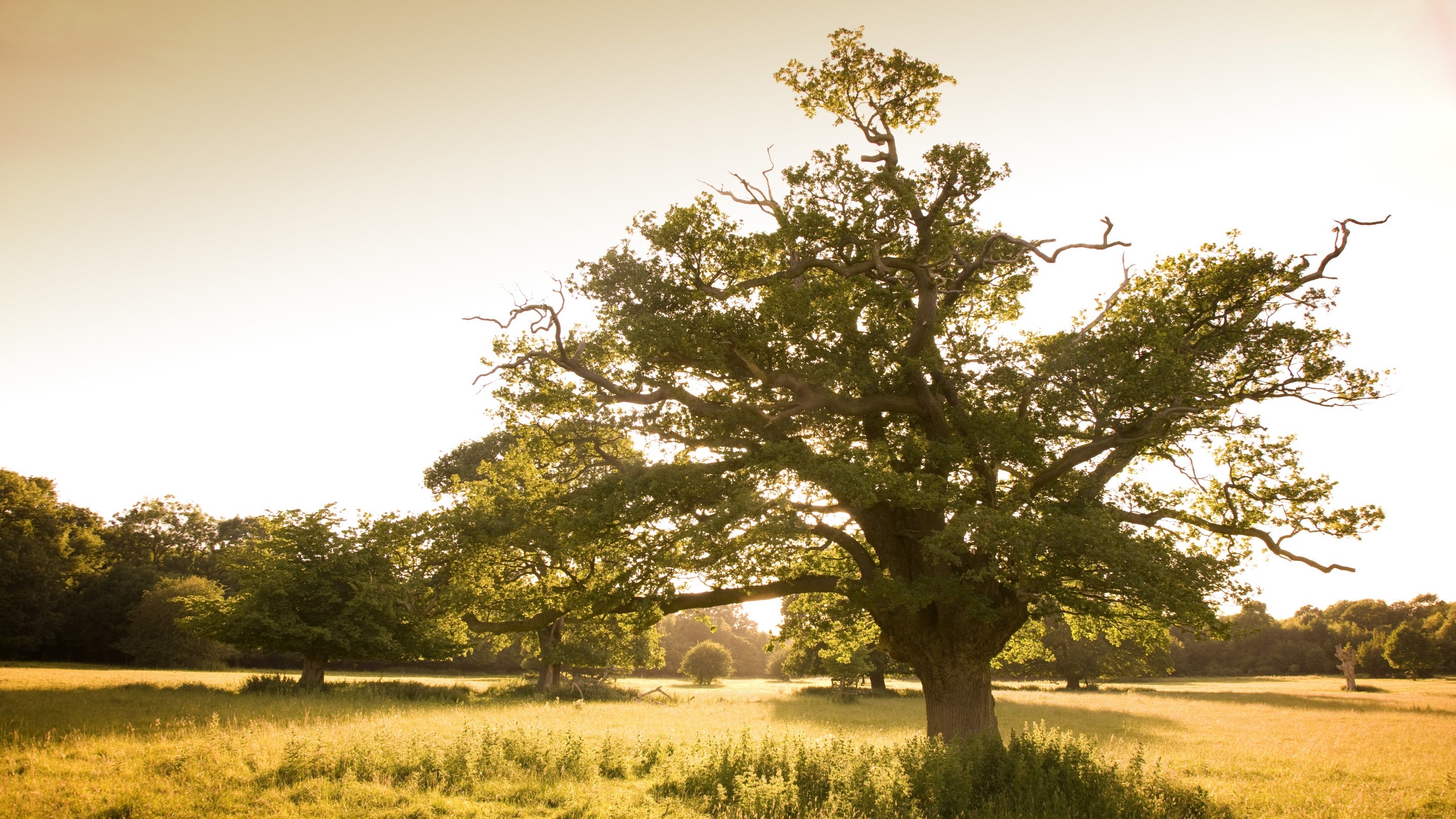 Tree and landscape at Hatfield Forest, Essex