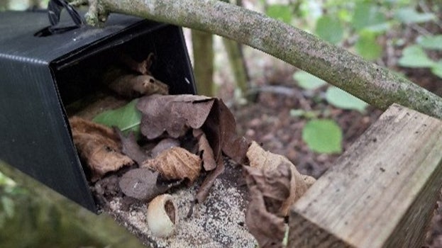 Image of Woodmouse evidence in monitoring tube