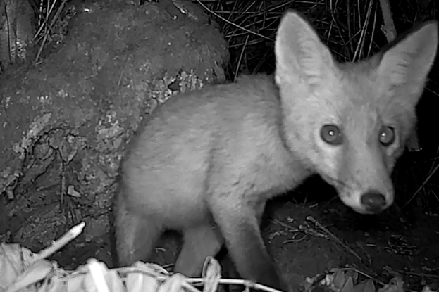 Young Fox captured on trail camera
