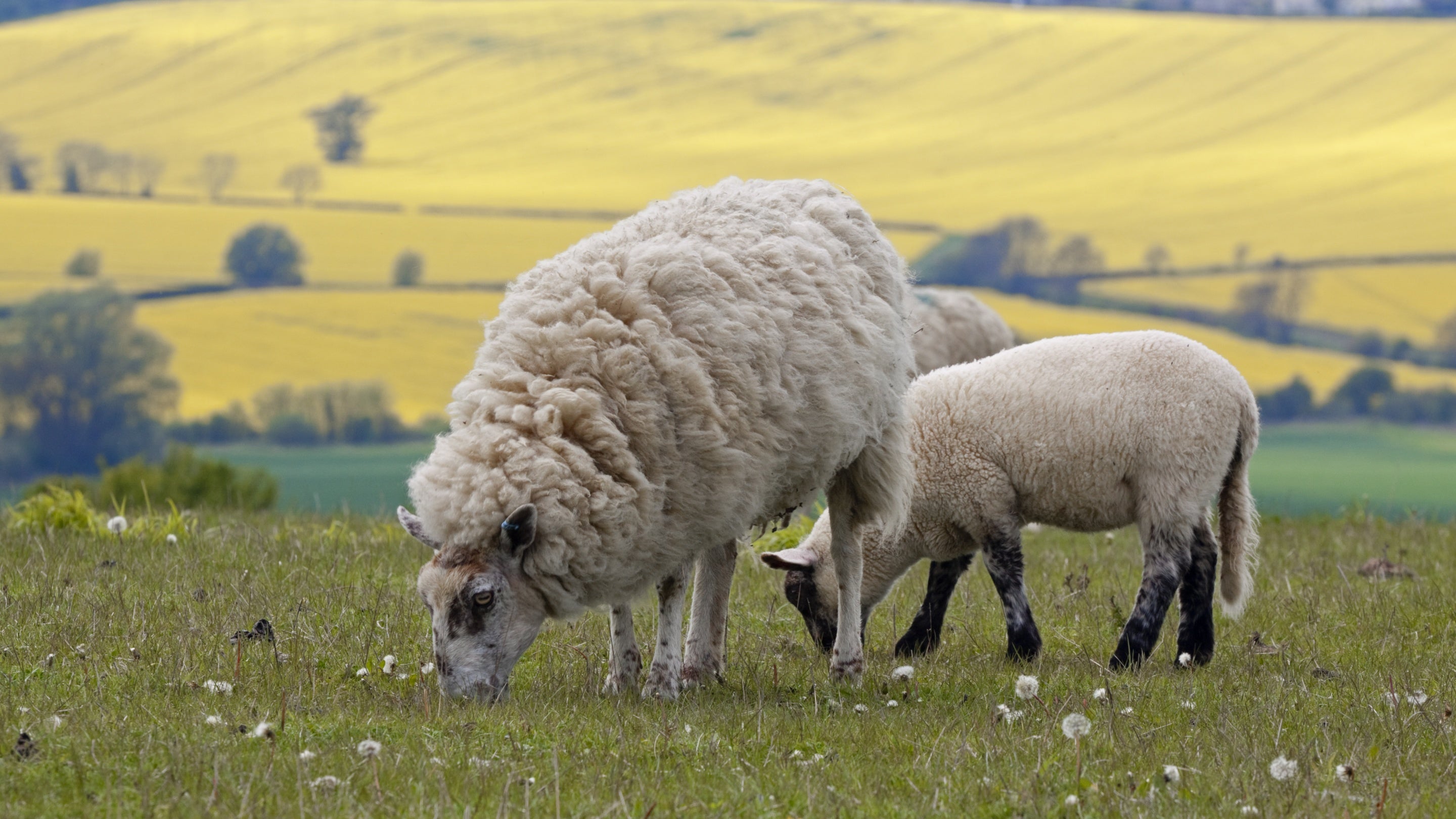 Sheep grazing on Moleskin and Markham Hills, Bedfordshire