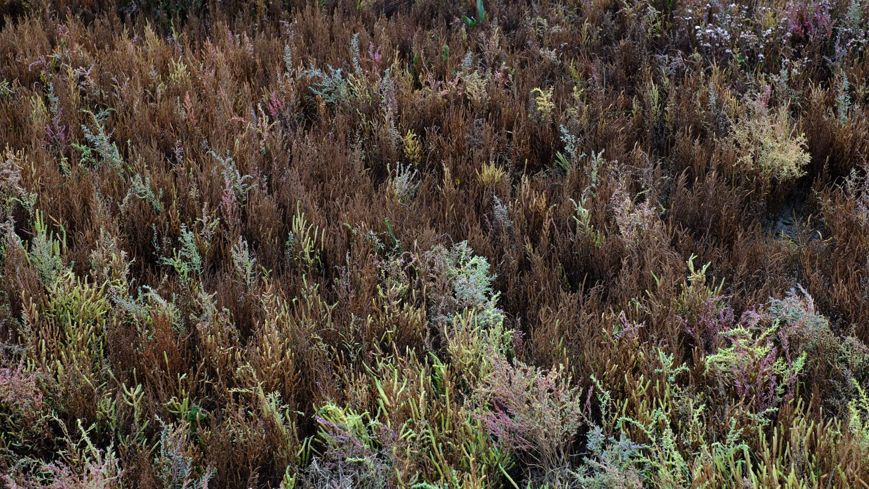 Restored vegetation on Northey Island, Essex, in autumn