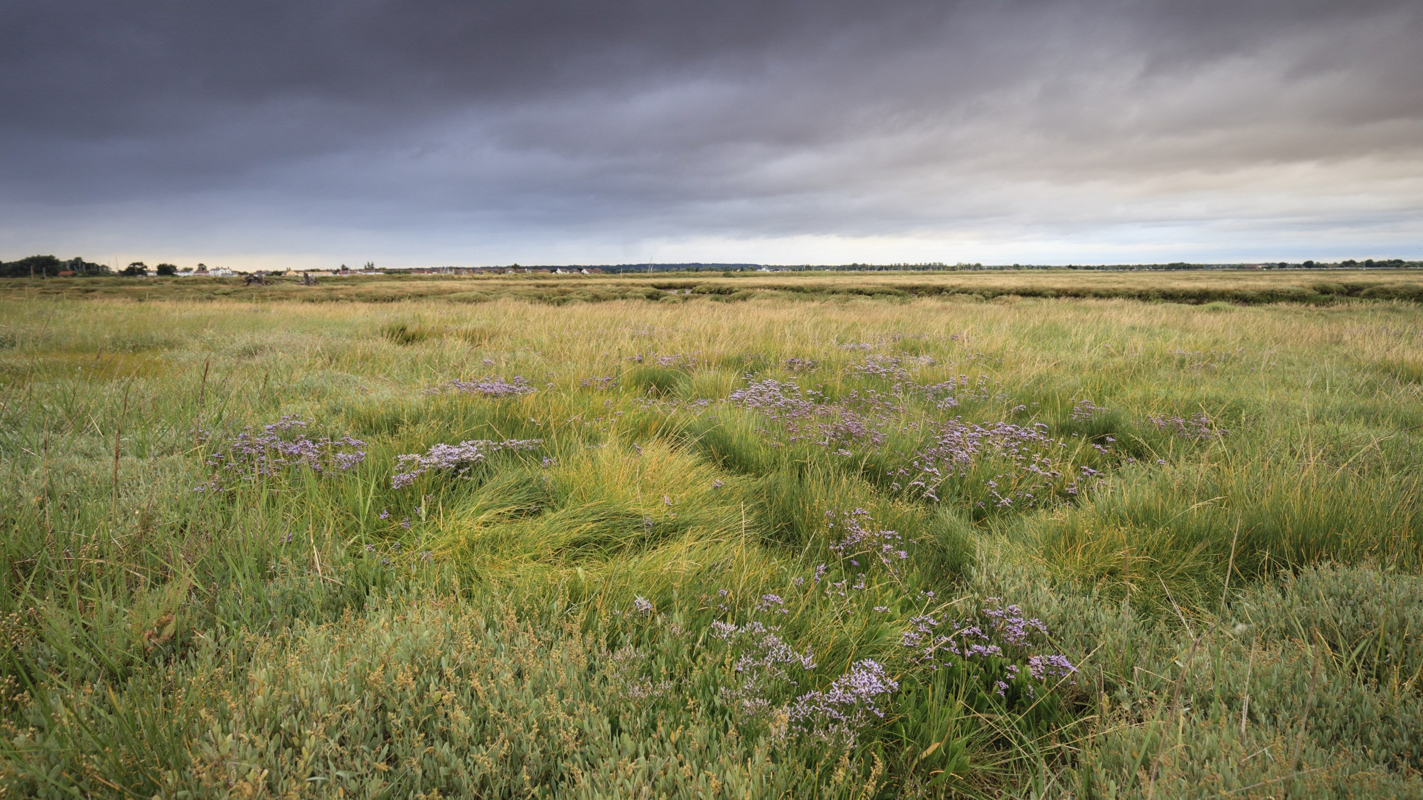 A view across the saltmarsh at Northey Island, Essex
