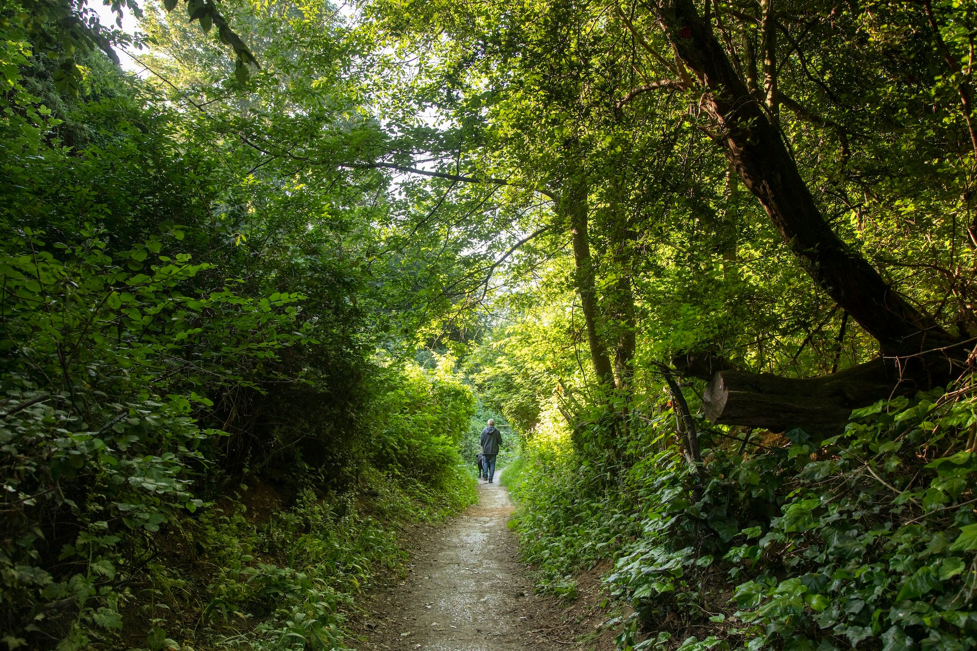 Dog walking at Rayleigh Mount, Essex