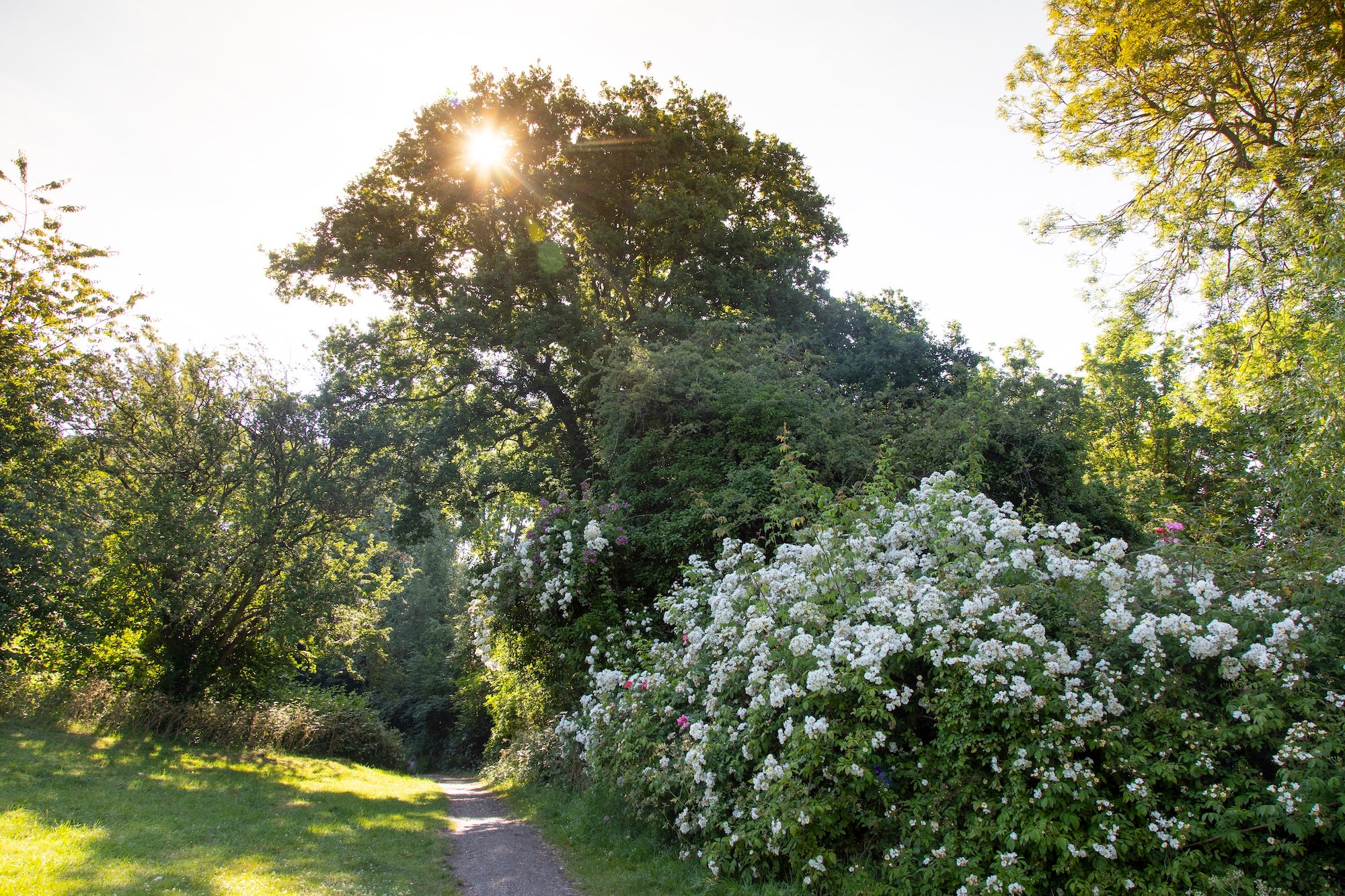 Sunlight streams through a tree at Rayleigh Mount, Essex