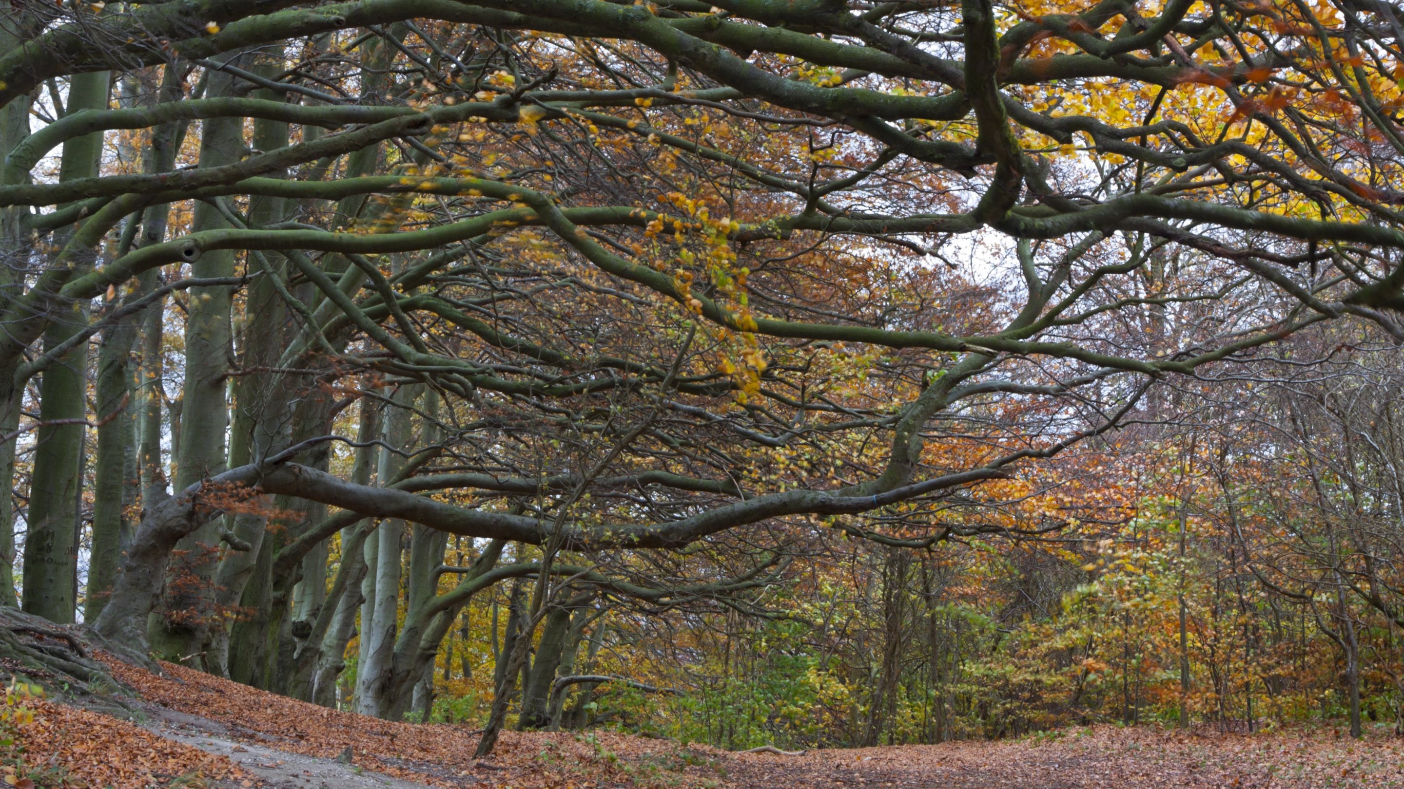Tree roots and leaves in autumn at Sharpenhoe Clappers, Bedfordshire