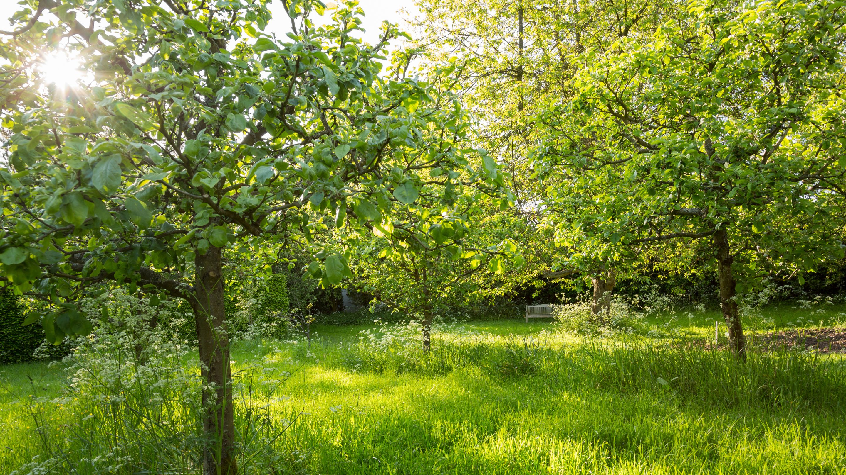 The orchard at Shaw's Corner, Hertfordshire