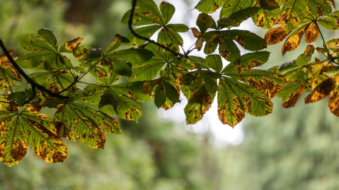 Horse chestnut in autumn at Whipsnade Tree Cathedral, Bedfordshire