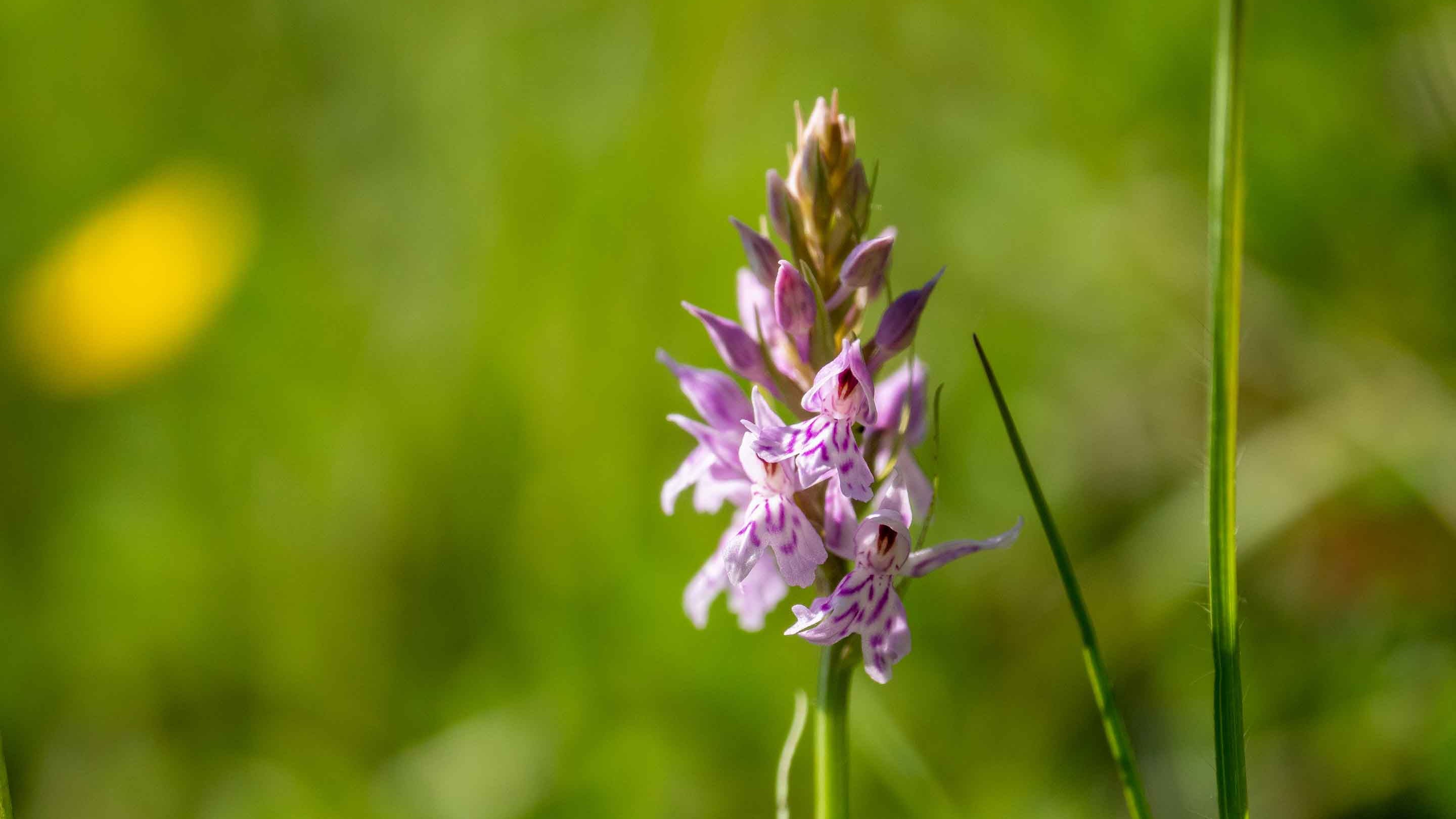 Common spotted orchid wild flower at Whipsnade Down, Bedfordshire