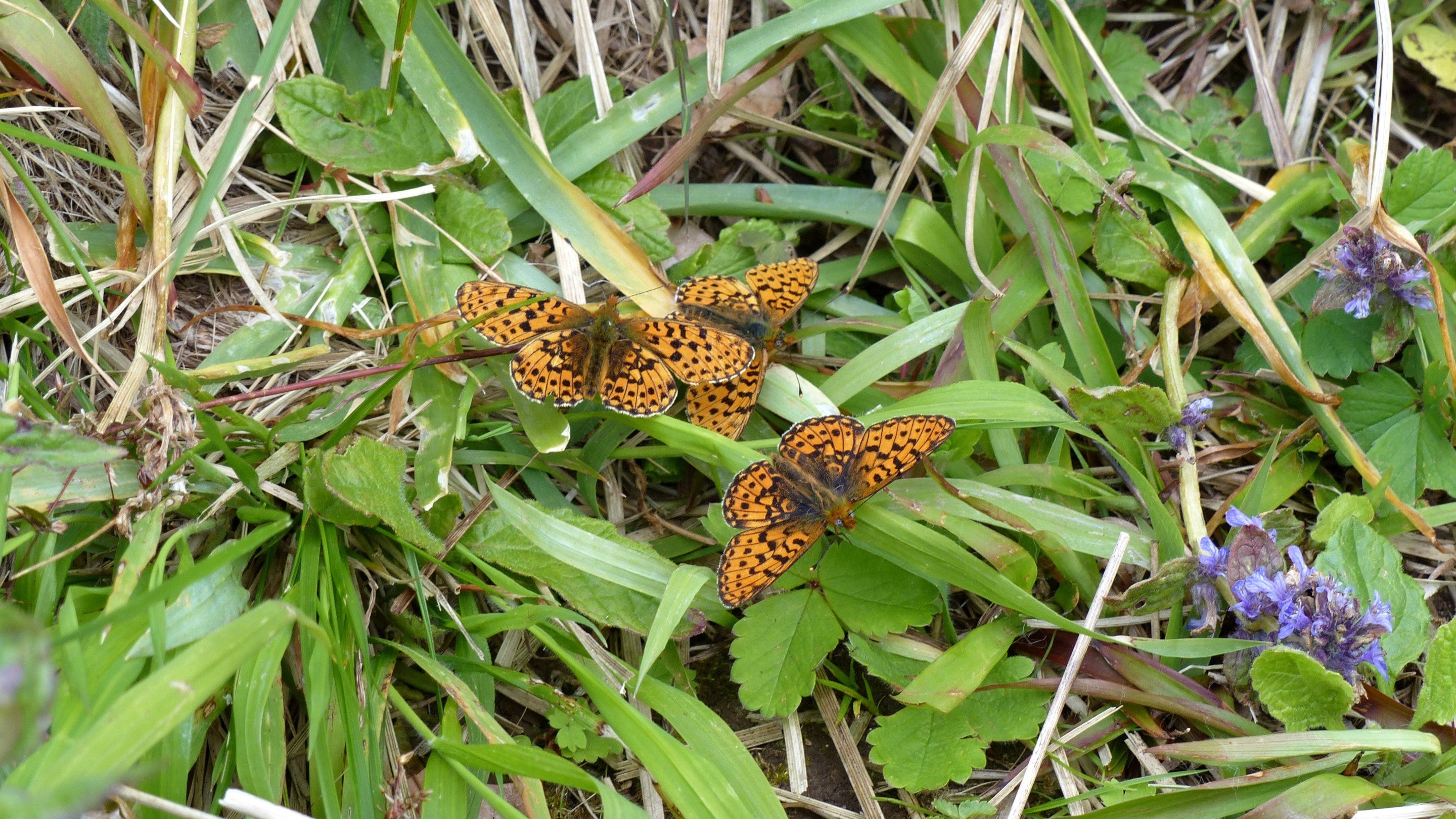 A group of male pearl bordered fritillary butterflies basking in the sunshine