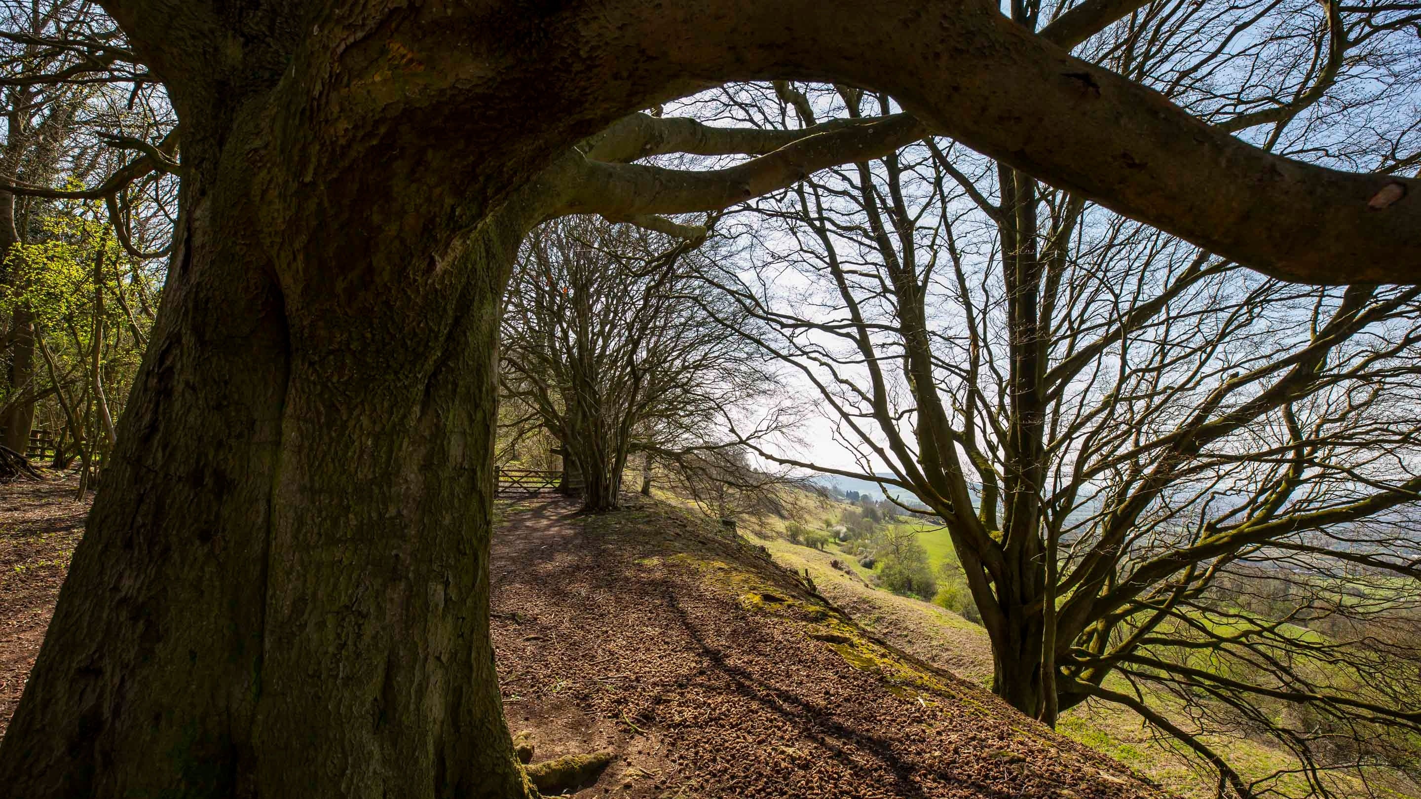 A large tree in the foreground framing a view of winter trees and green countryside at Crickley Hill