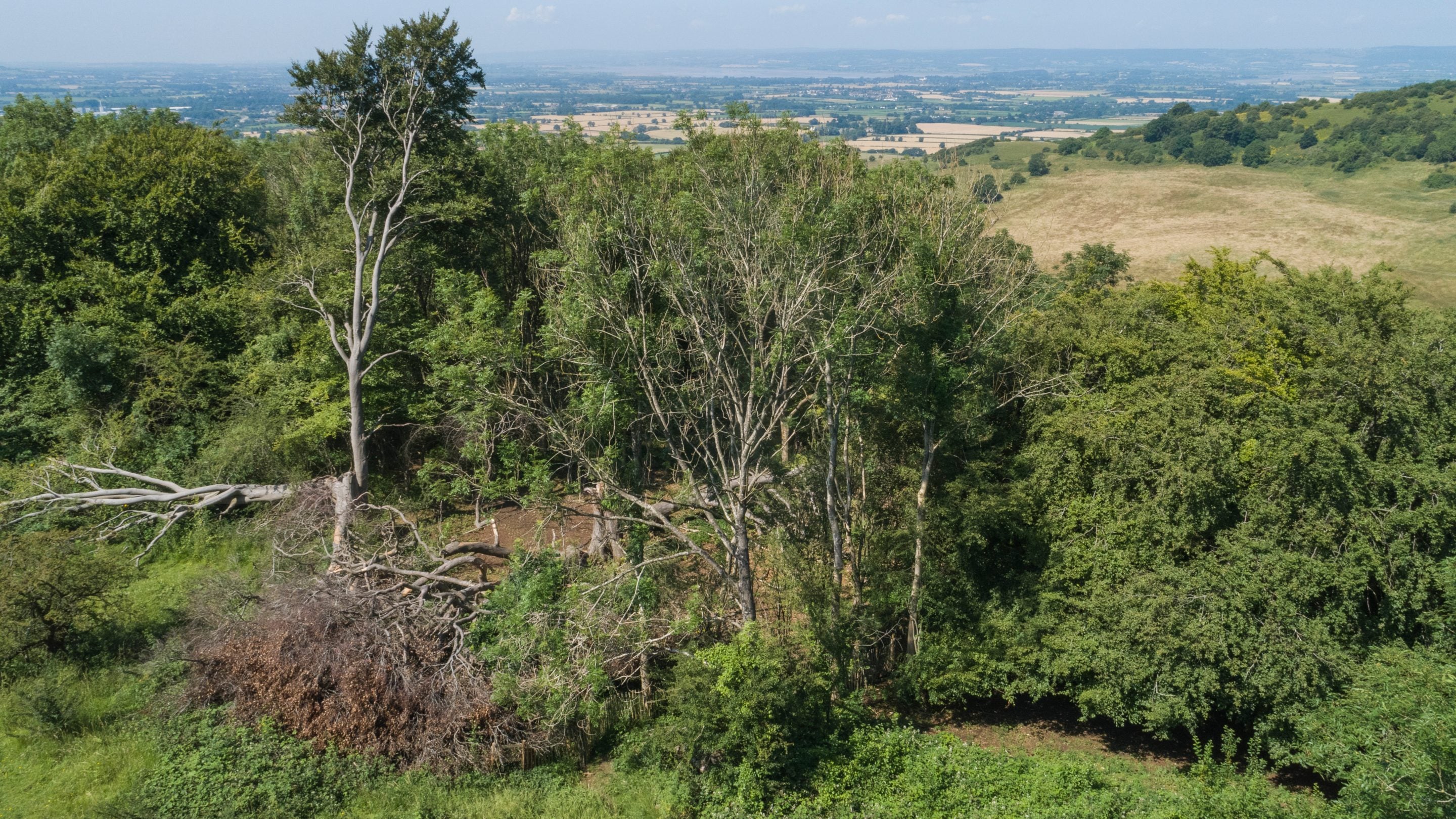 A view of ash dieback from a drone, showing several fallen trees