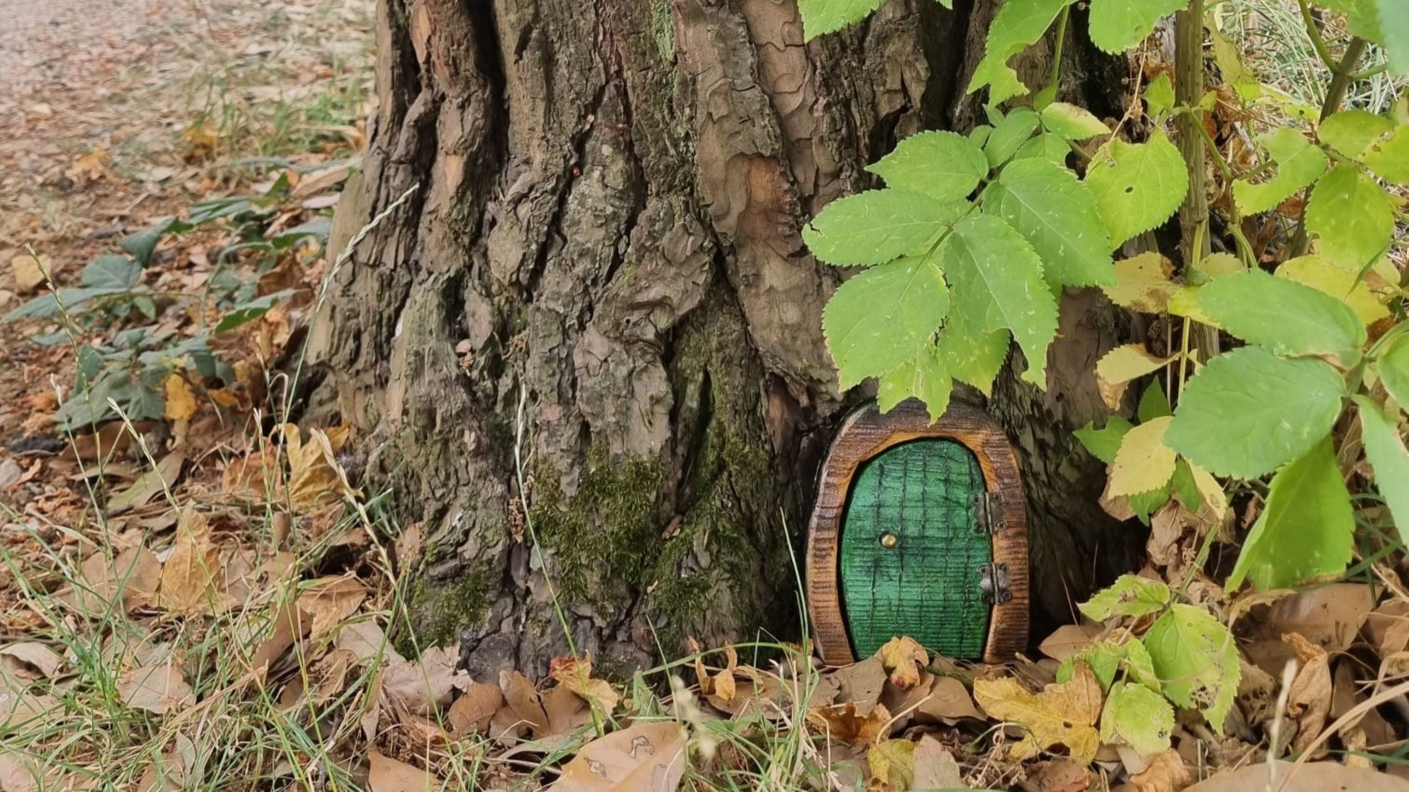 Tiny door in the trunk of a tree on the ground