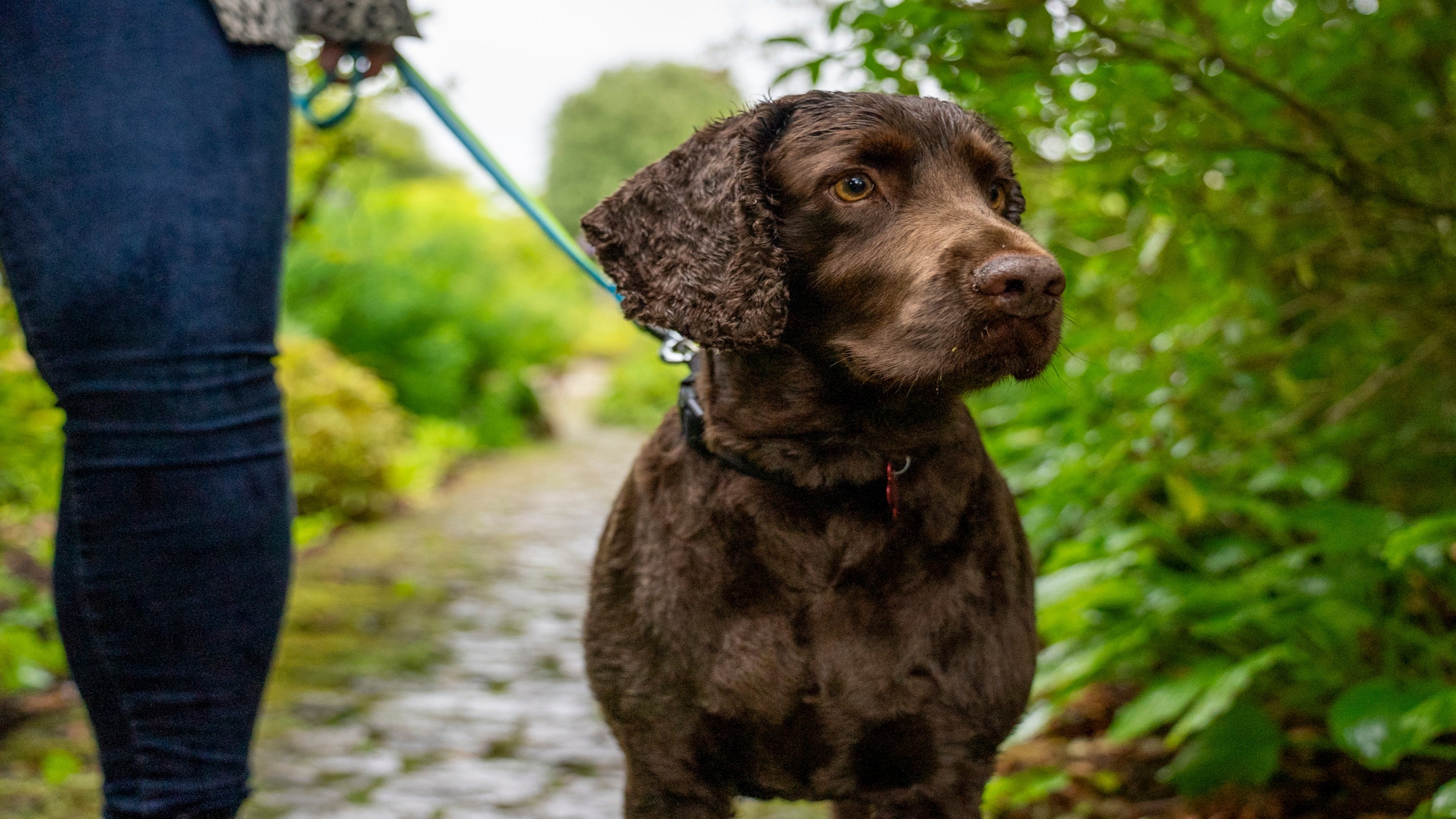 A dog enjoys a walk on a short lead at Hidcote