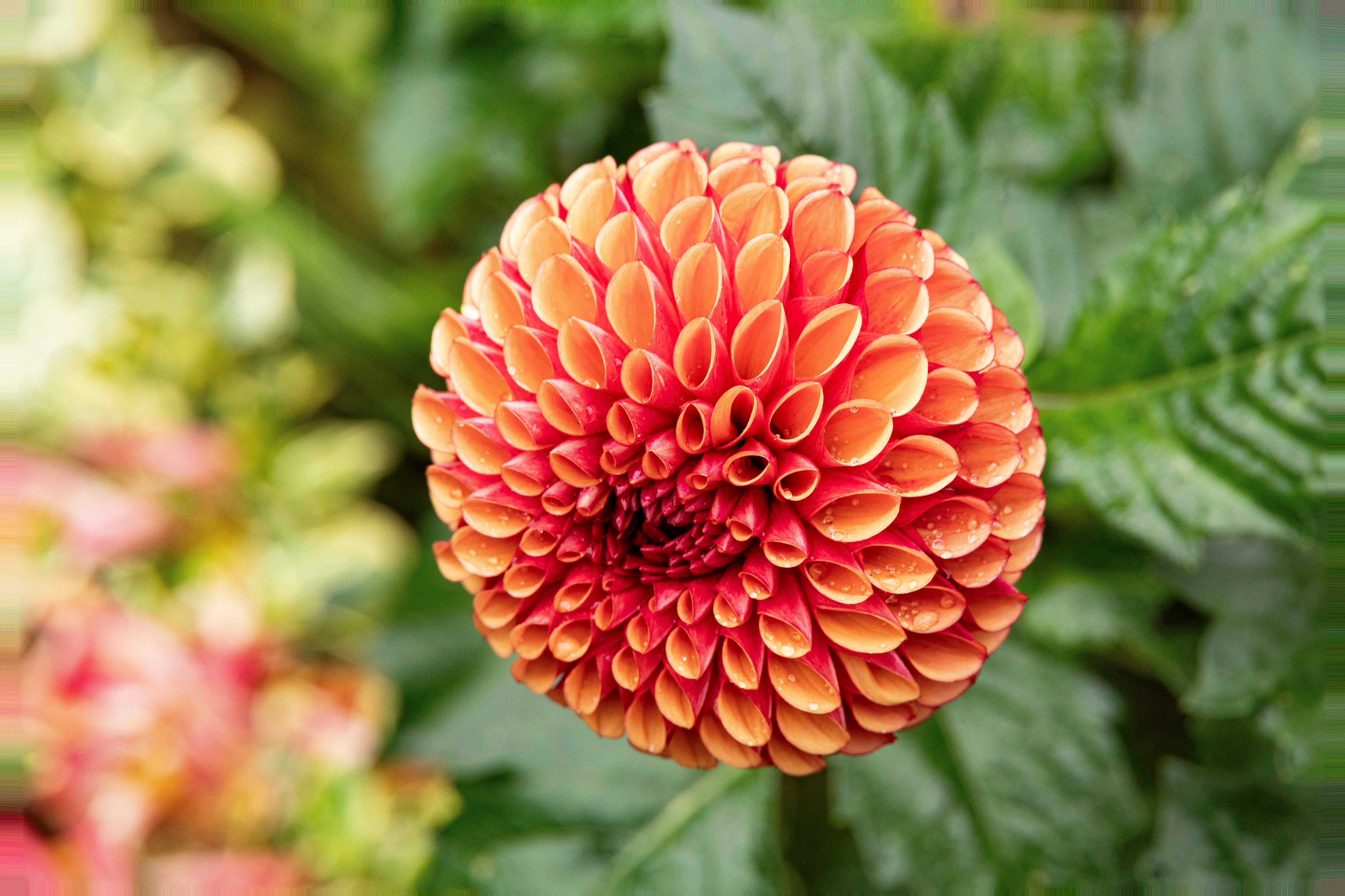A close-up of an orange flower
