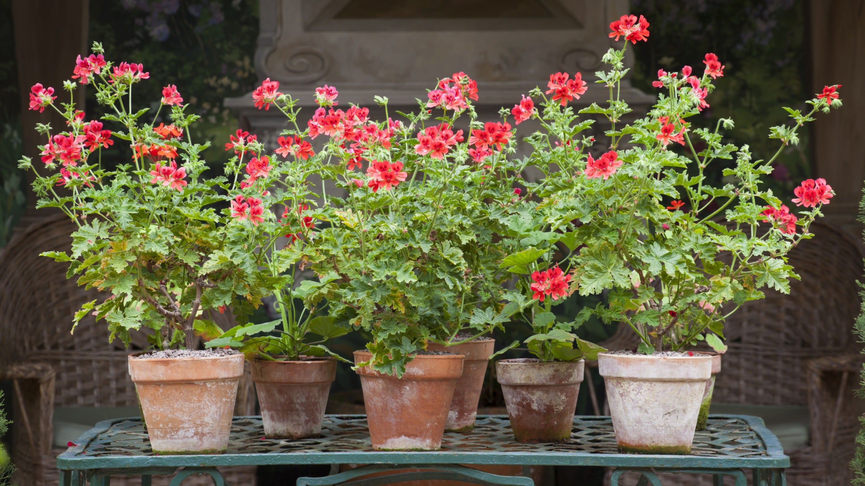 Display of Pelargonium 'Scarlet Unique' in terracotta pots in the Italian Garden at Hidcote