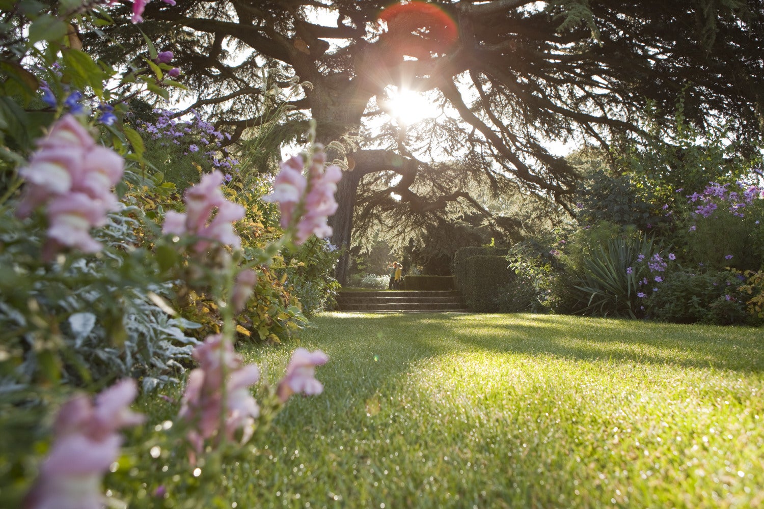 Dabbled light through the trees at Hidcote
