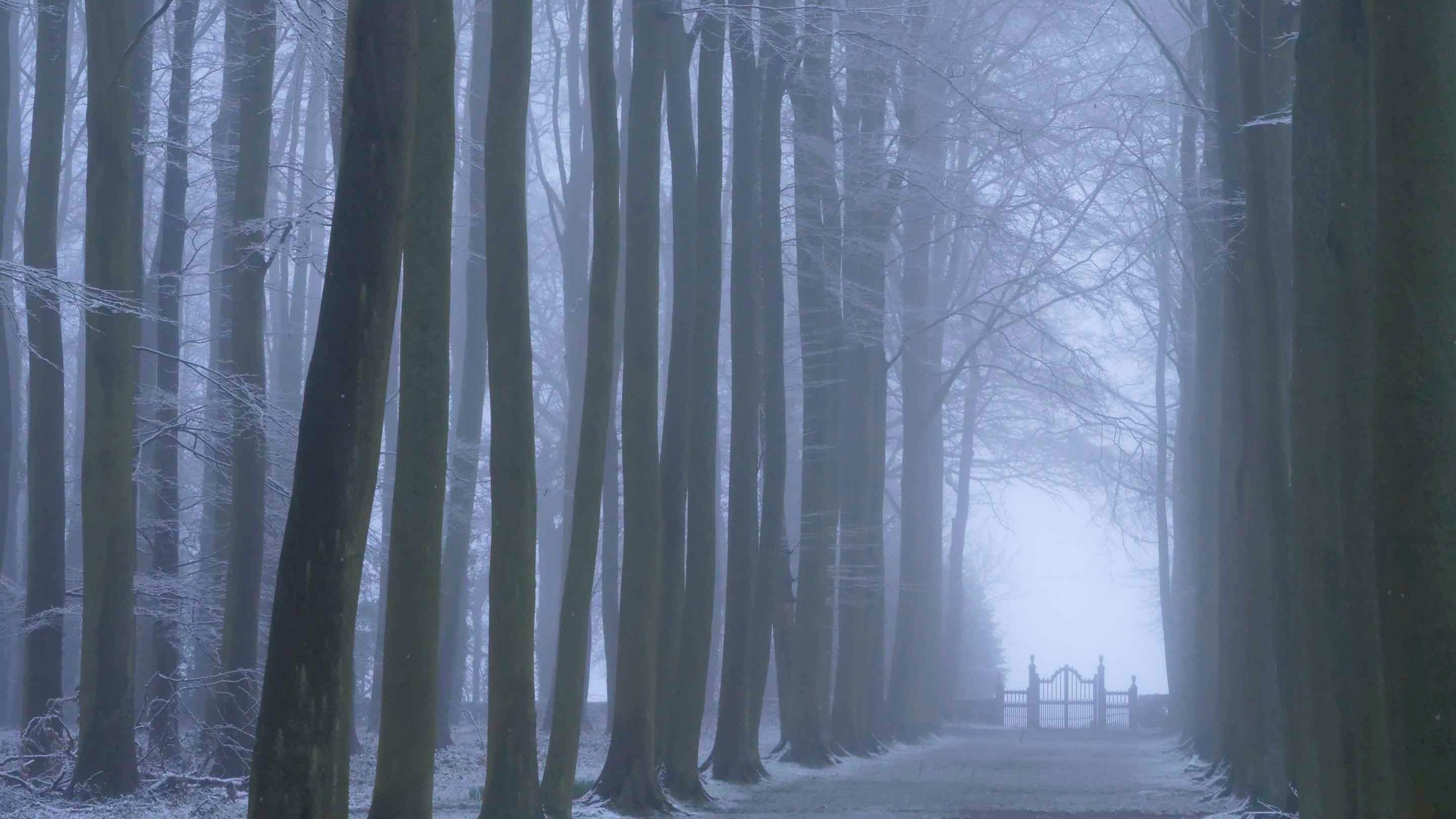 An atmospheric mist descends upon Hidcote's Beech Allee