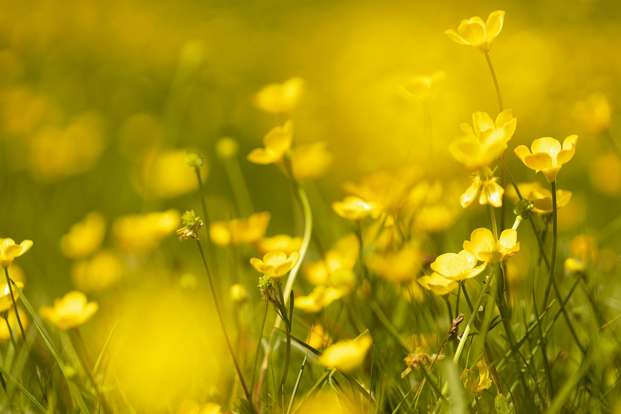 buttercups at Sherborne