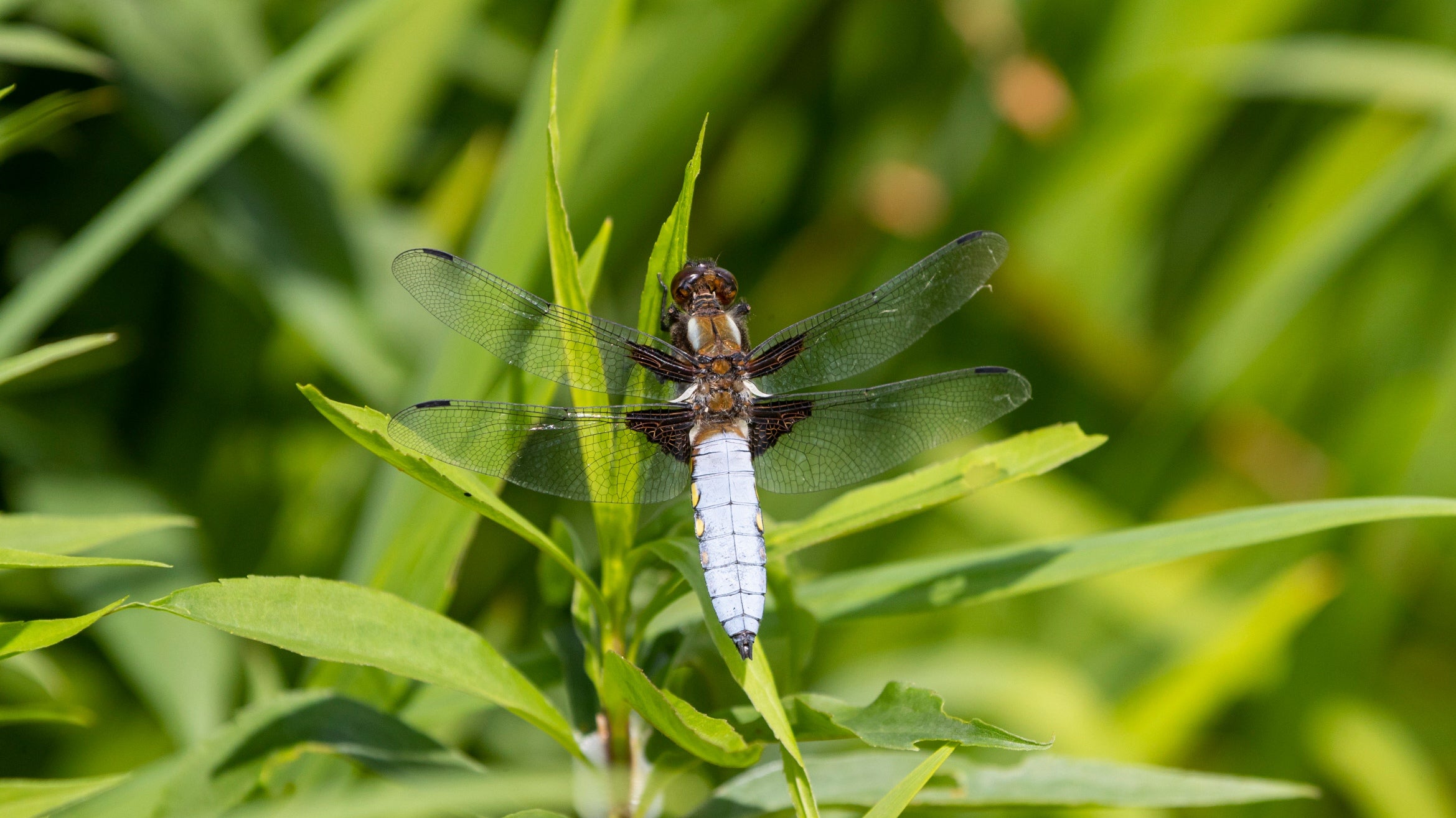 A broad bodied chaser dragonfly