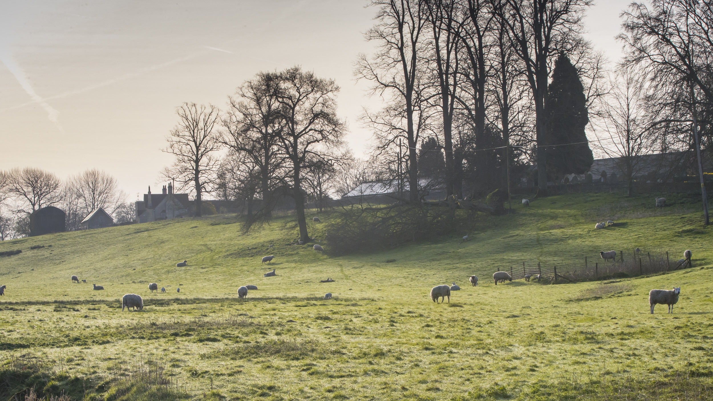 Sheep grazing on the water meadow at the Sherborne Estate in Gloucestershire