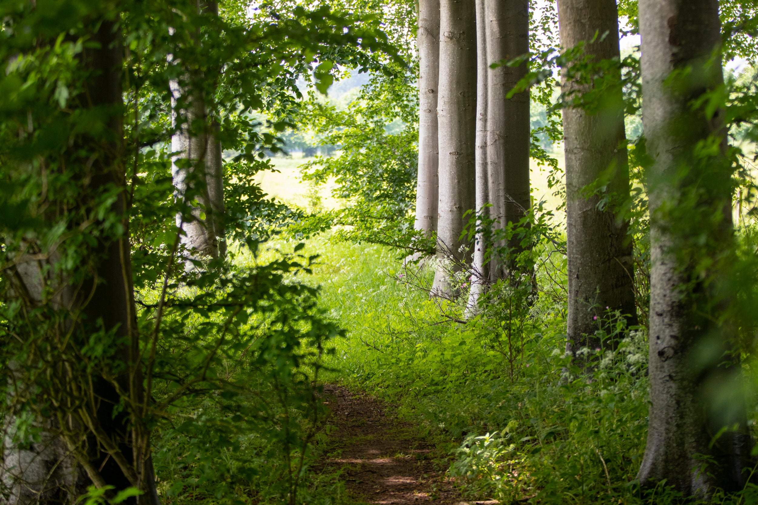 An earth path runs through bright green grass and beech trees with the sunlight shining through the leaves at Lodge Park, Gloucestershire