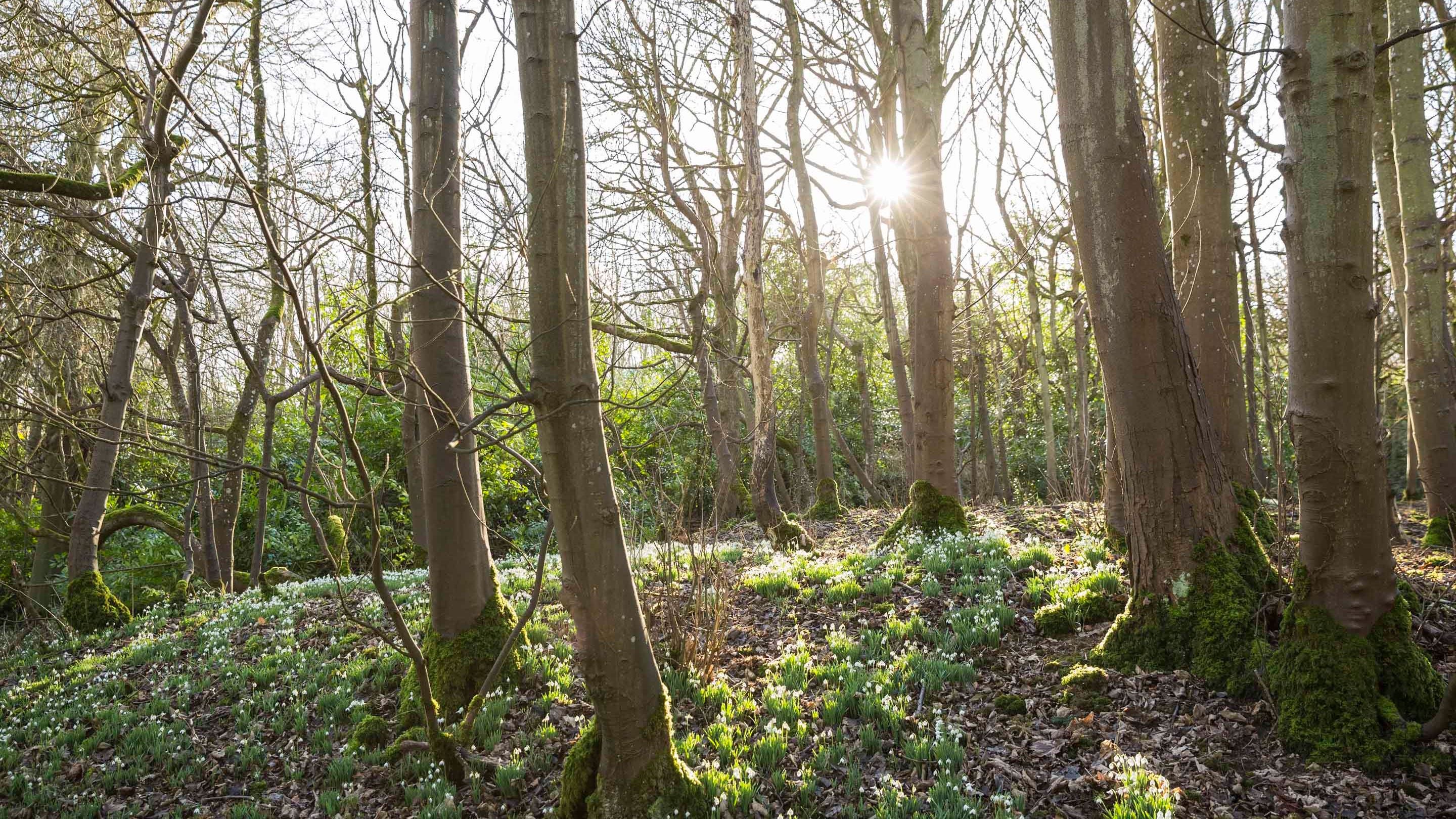 Sunlight peeking through winter trees on the Sherborne Park Estate, Gloucestershire
