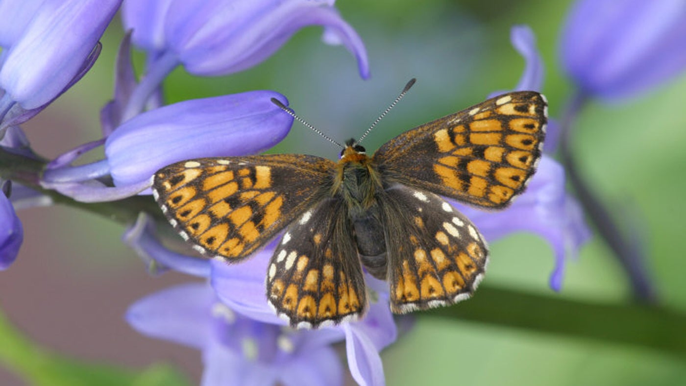 Duke of Burgundy butterfly at Rodbourgh Common in Gloucestershire