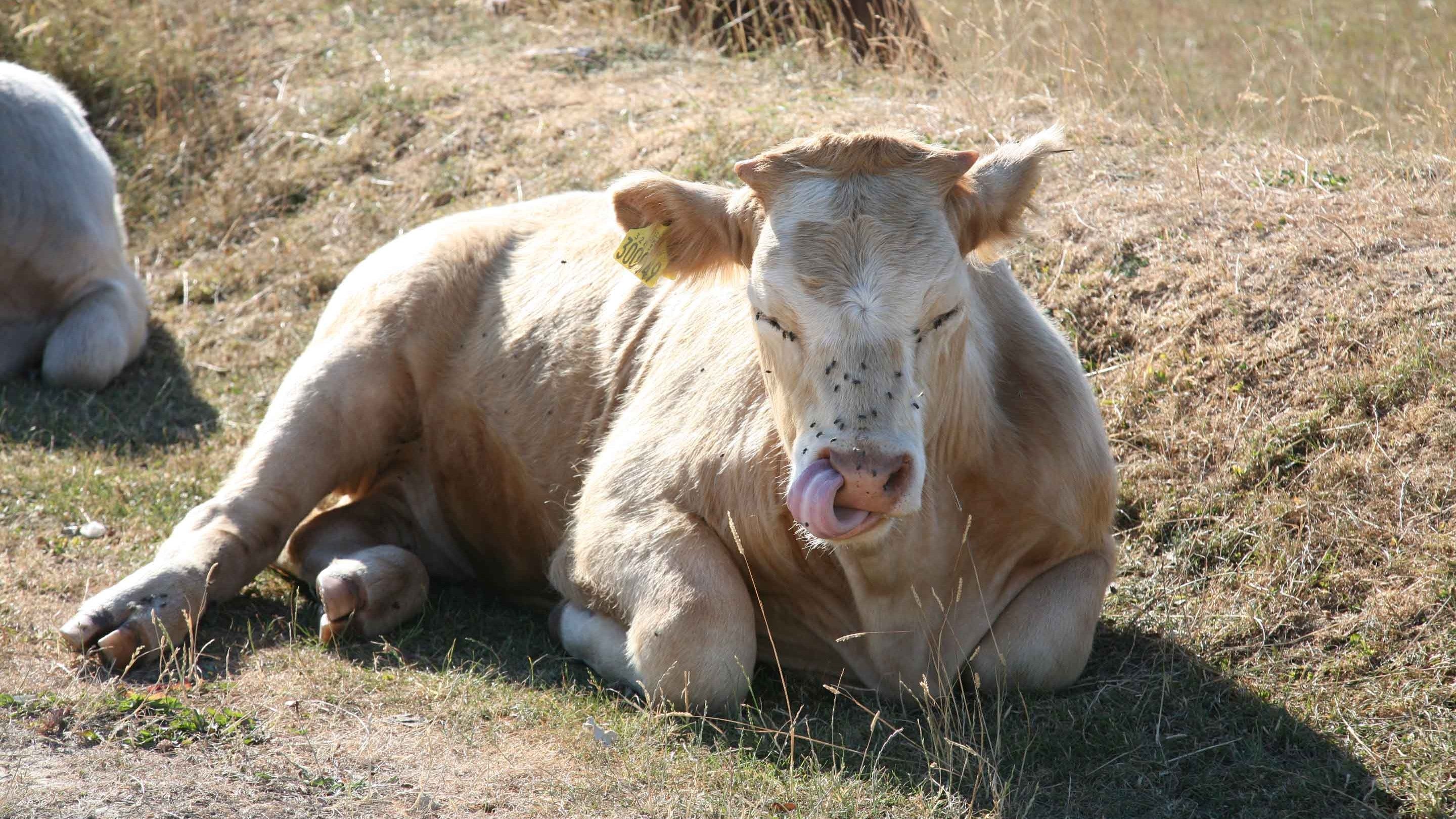 Cow relaxing in the sun on Minchinhampton Common, Gloucestershire