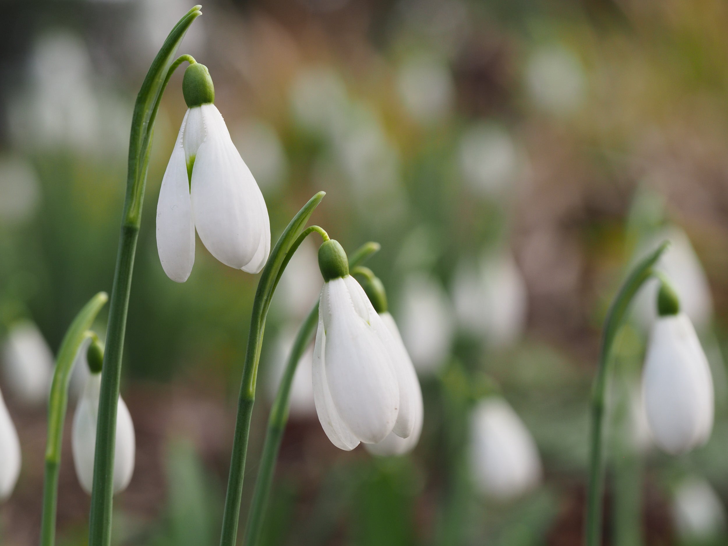 Snowdrops