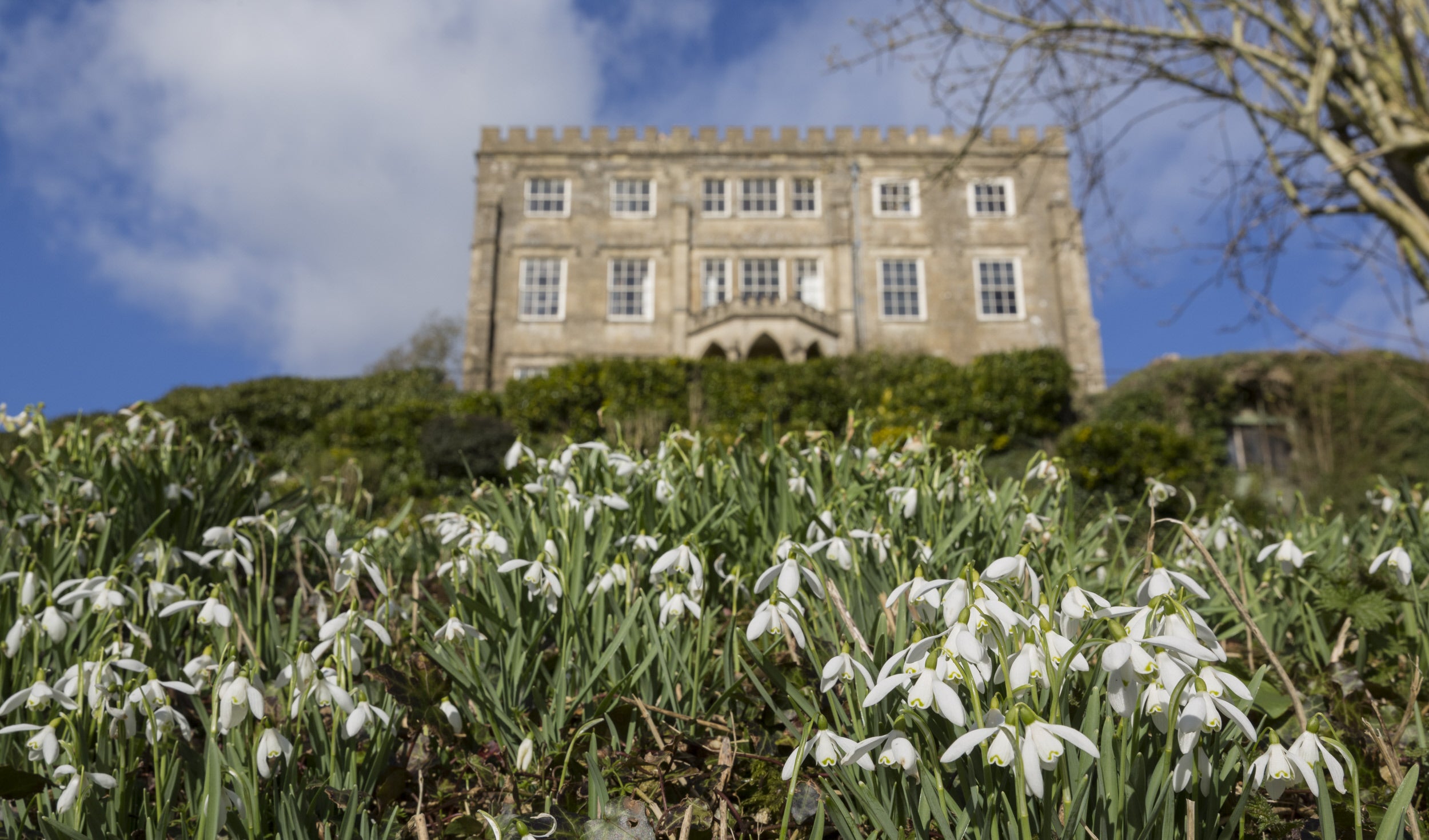 Snowdrops on the rockery below the house at Newark Park, Gloucestershire