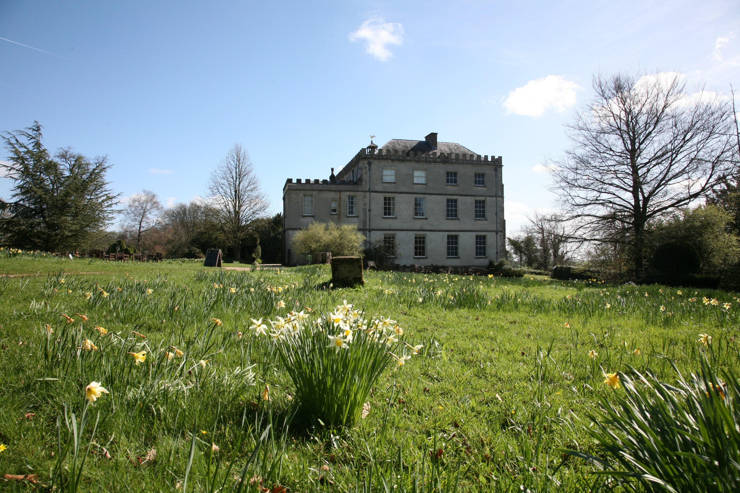 A bunch of daffodils growing in front of the west side of the house.
