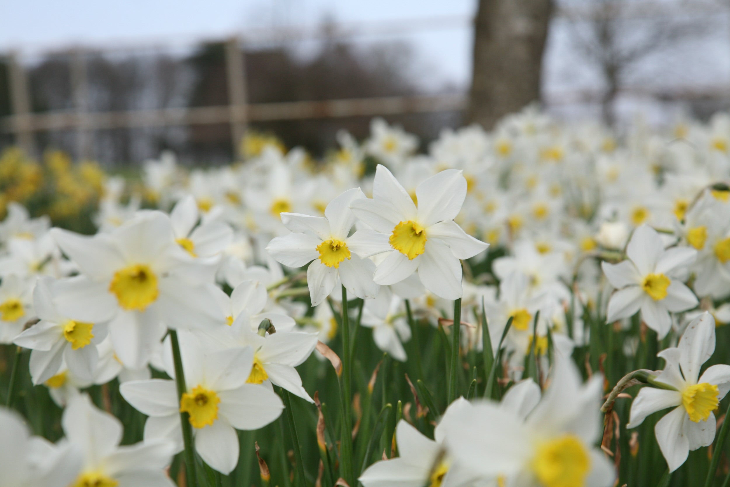 Blooming daffodils in the foreground. Daffodils are white with a yellow centre.