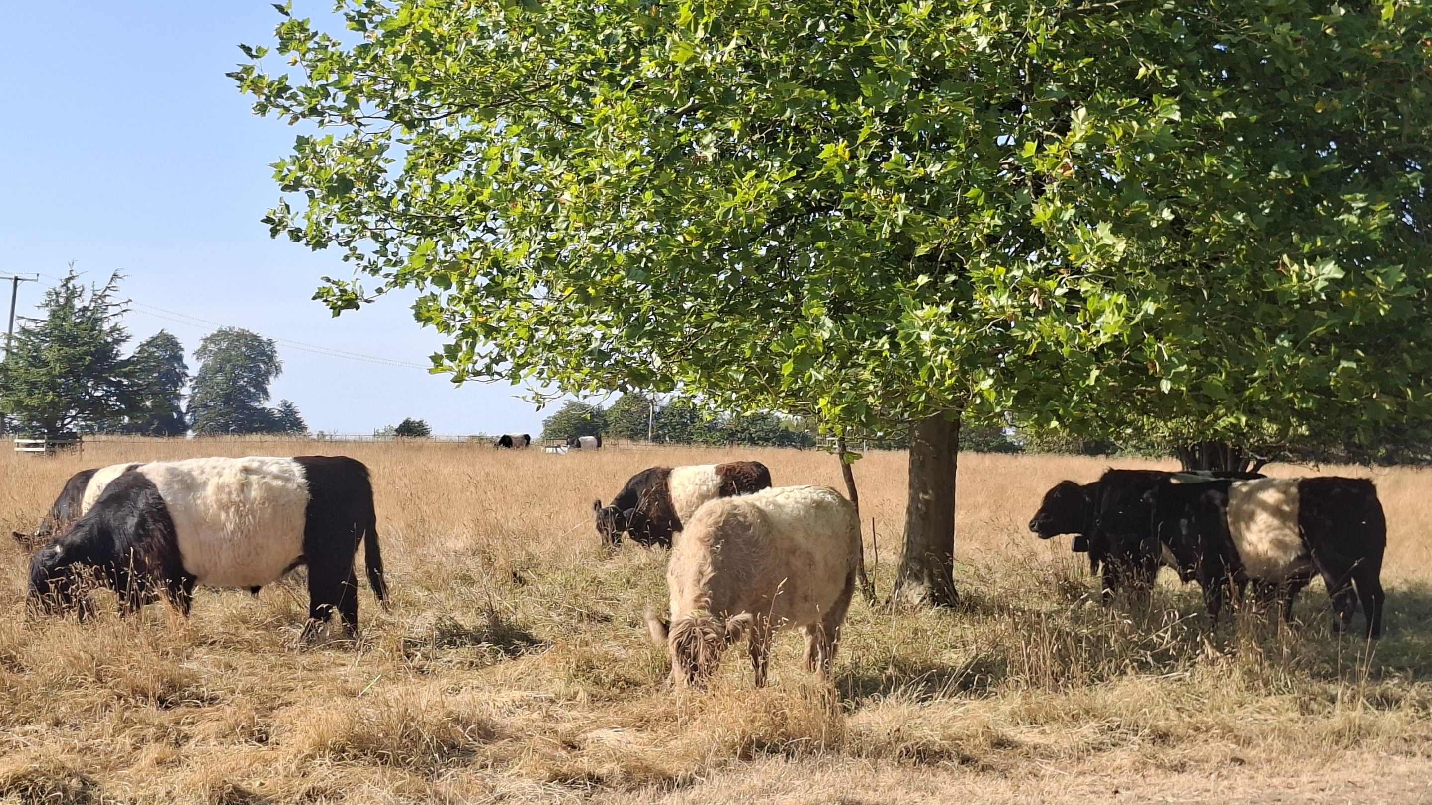 Belted Galloways cattle grazing in the ancient deer park at Newark Park