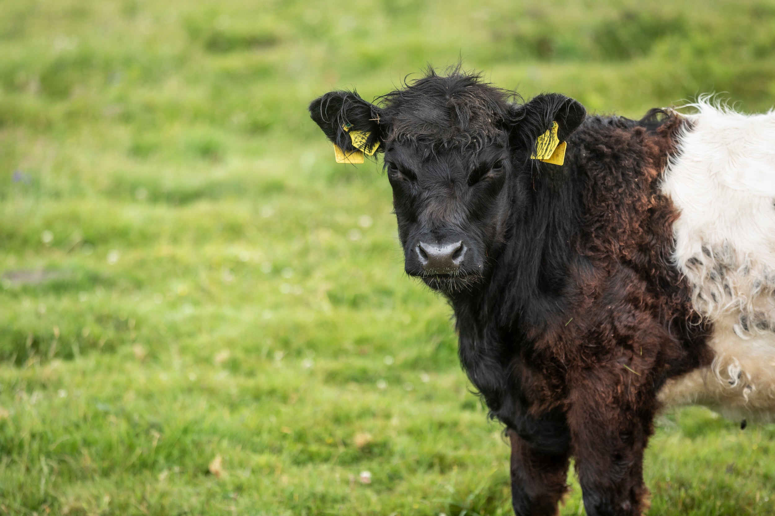 Belted Galloway and Irish moiled cattle at Murlough National Nature Reserve, County Down, Northern Ireland
