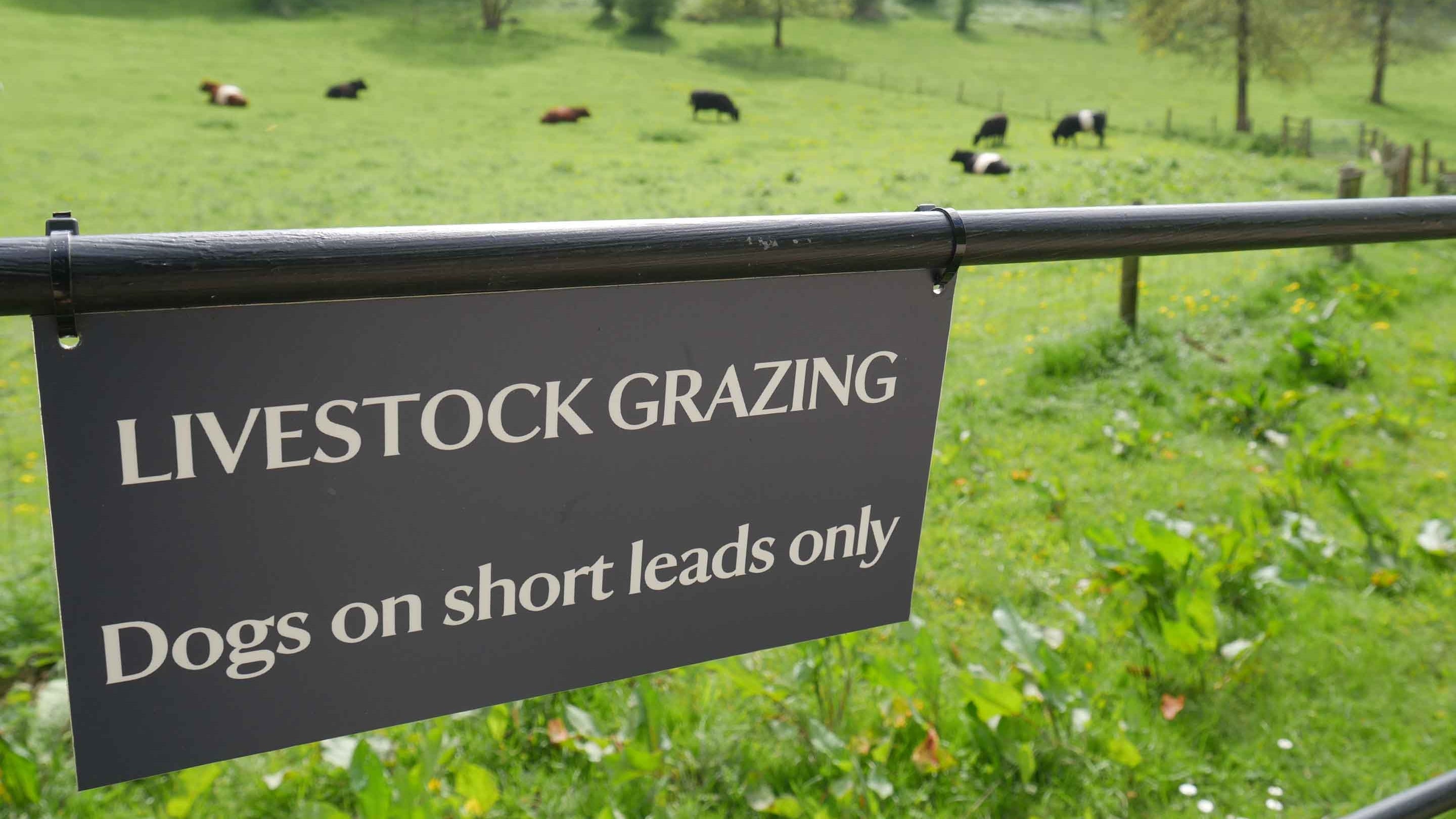 A livestock grazing sign in the foreground, with a field of grazing cattle in the background at Woodchester Park, Gloucestershire