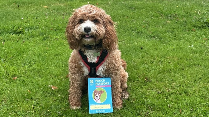Small light brown dog in foreground on large lawn, with Pooch Passport resting on grass