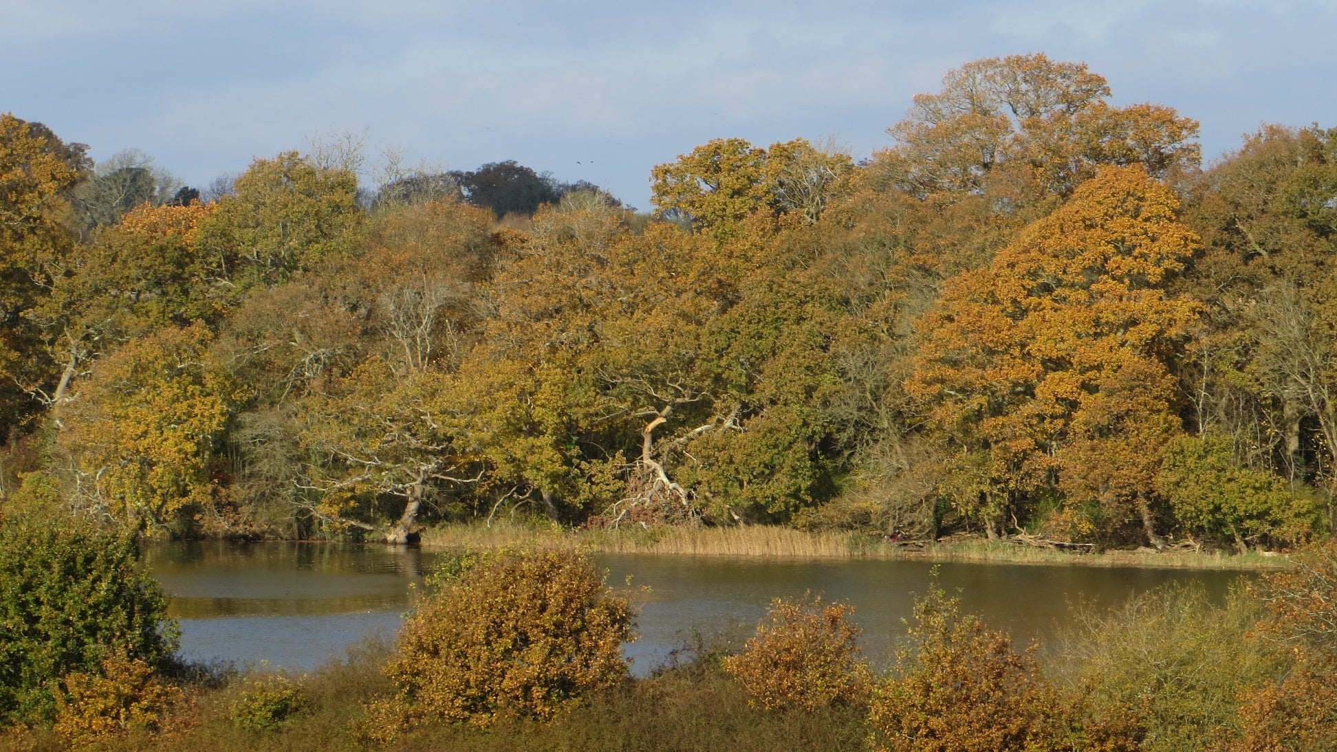 River with russet-coloured trees in foreground and background, Curbridge Nature Reserve, Hampshire