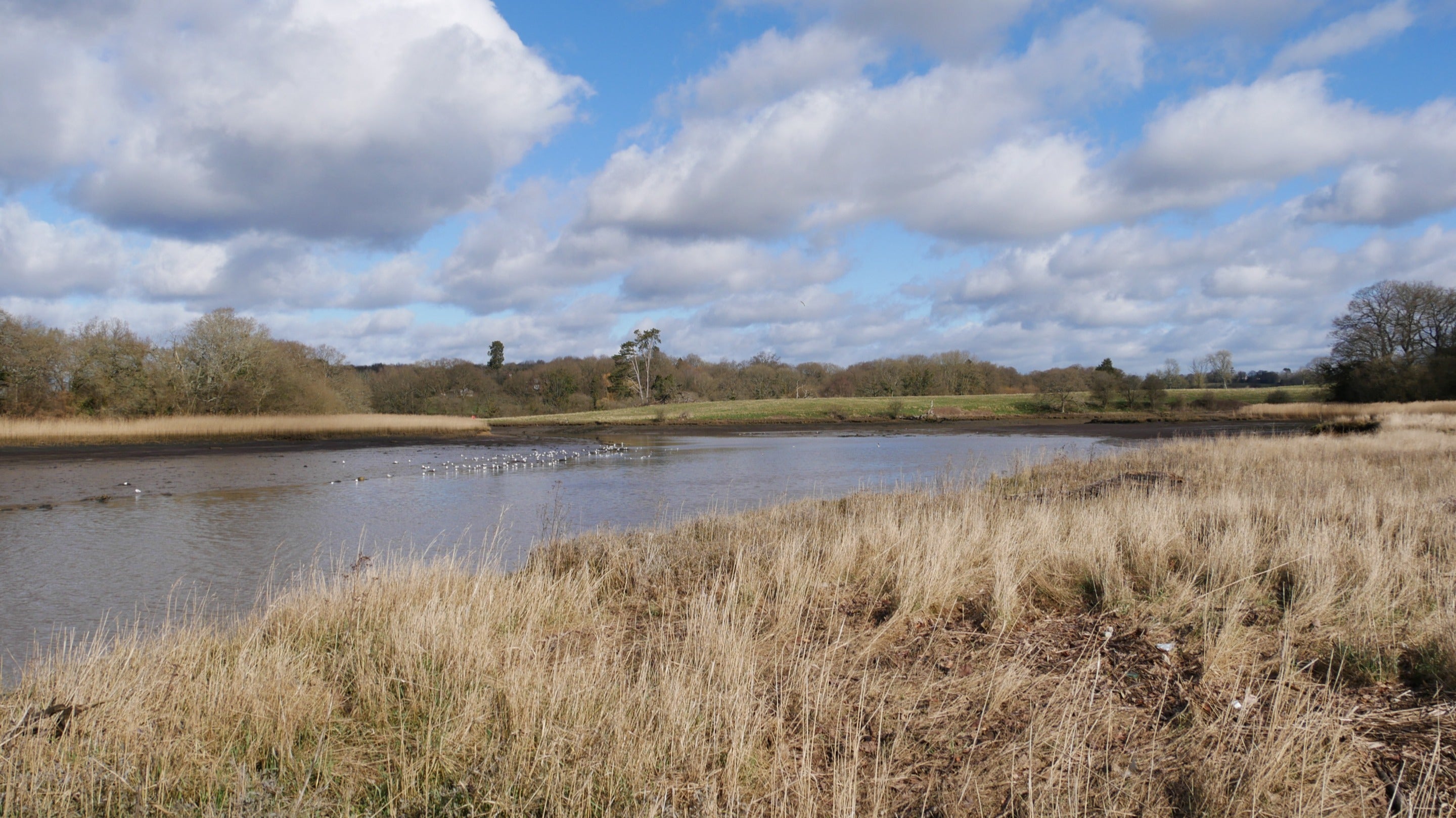 A flock of birds landing on the River Hamble, Curbridge Nature Reserve, Hampshire