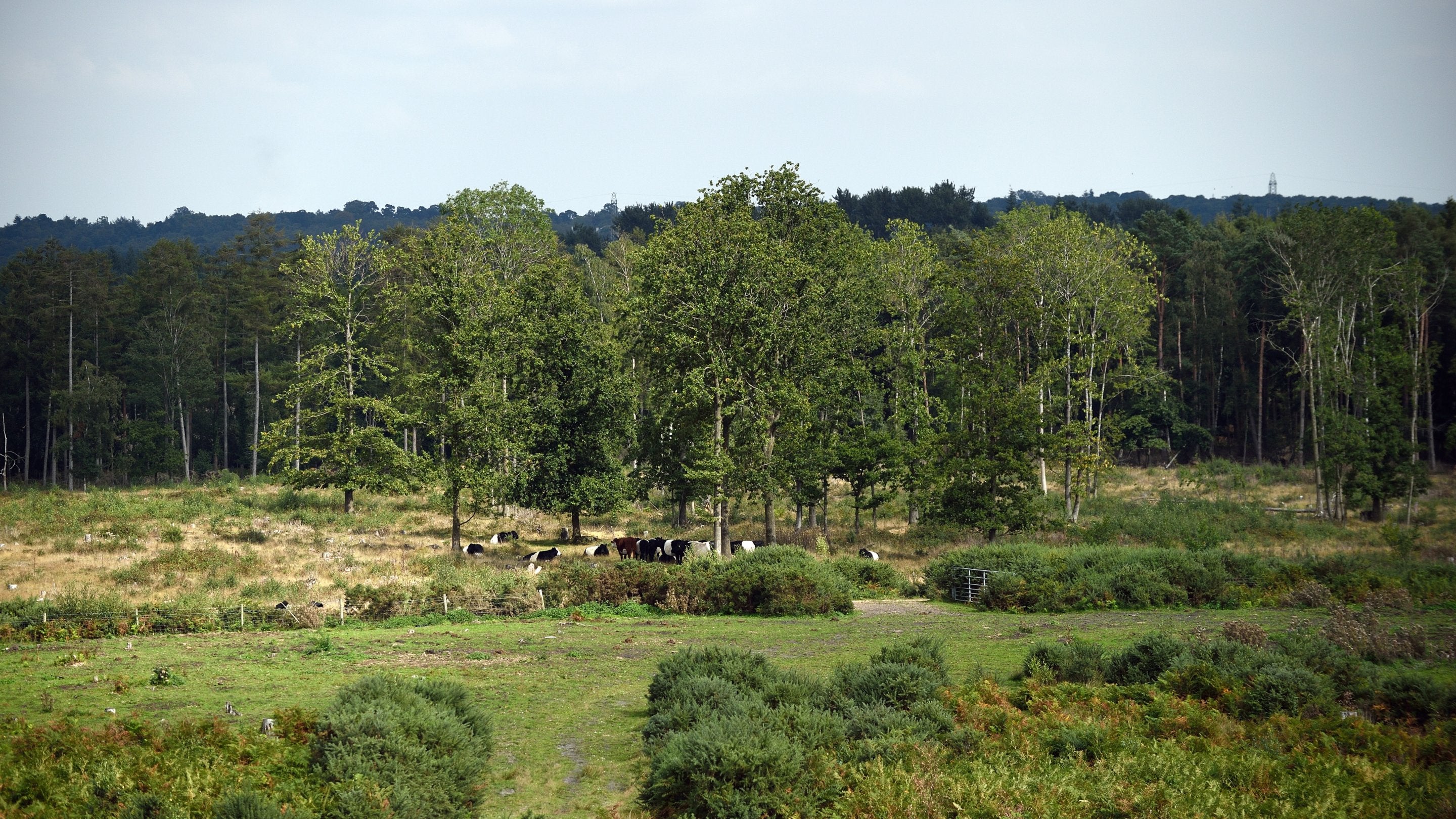 Foxbury, Hampshire, in the summer